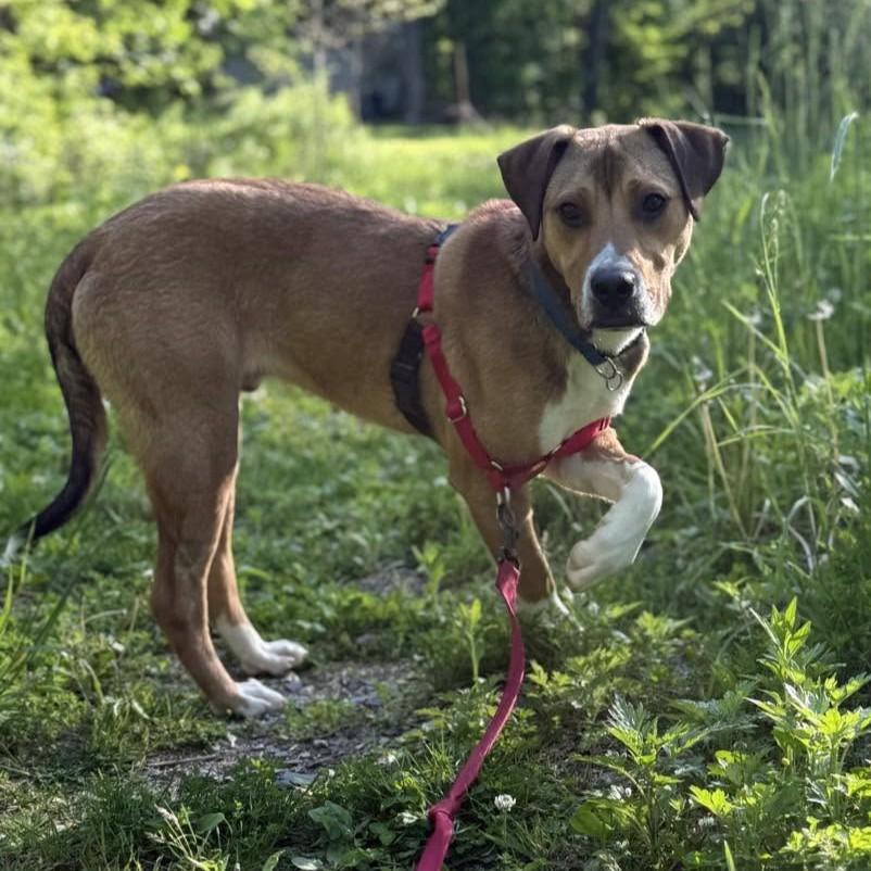 Cooper, ADOPTABLE, Puppy Male Mixed Breed.