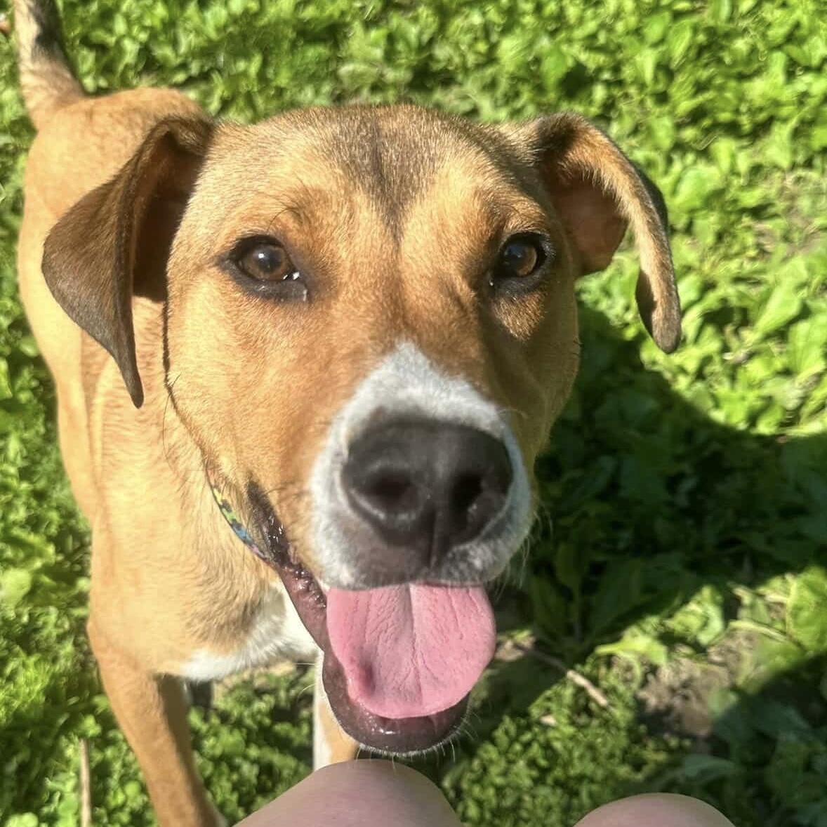 Cooper, a ADOPTABLE Mixed Breed in Beacon, NY image 4/5