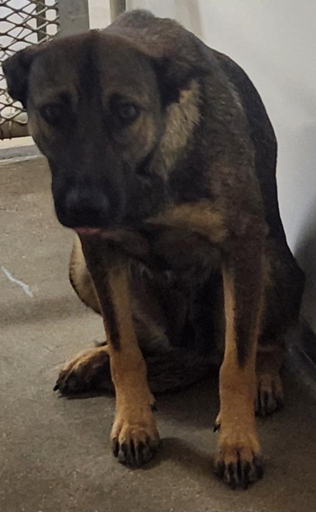 Mia, Adoptable, Young Female German Shepherd Dog & Mixed Breed.