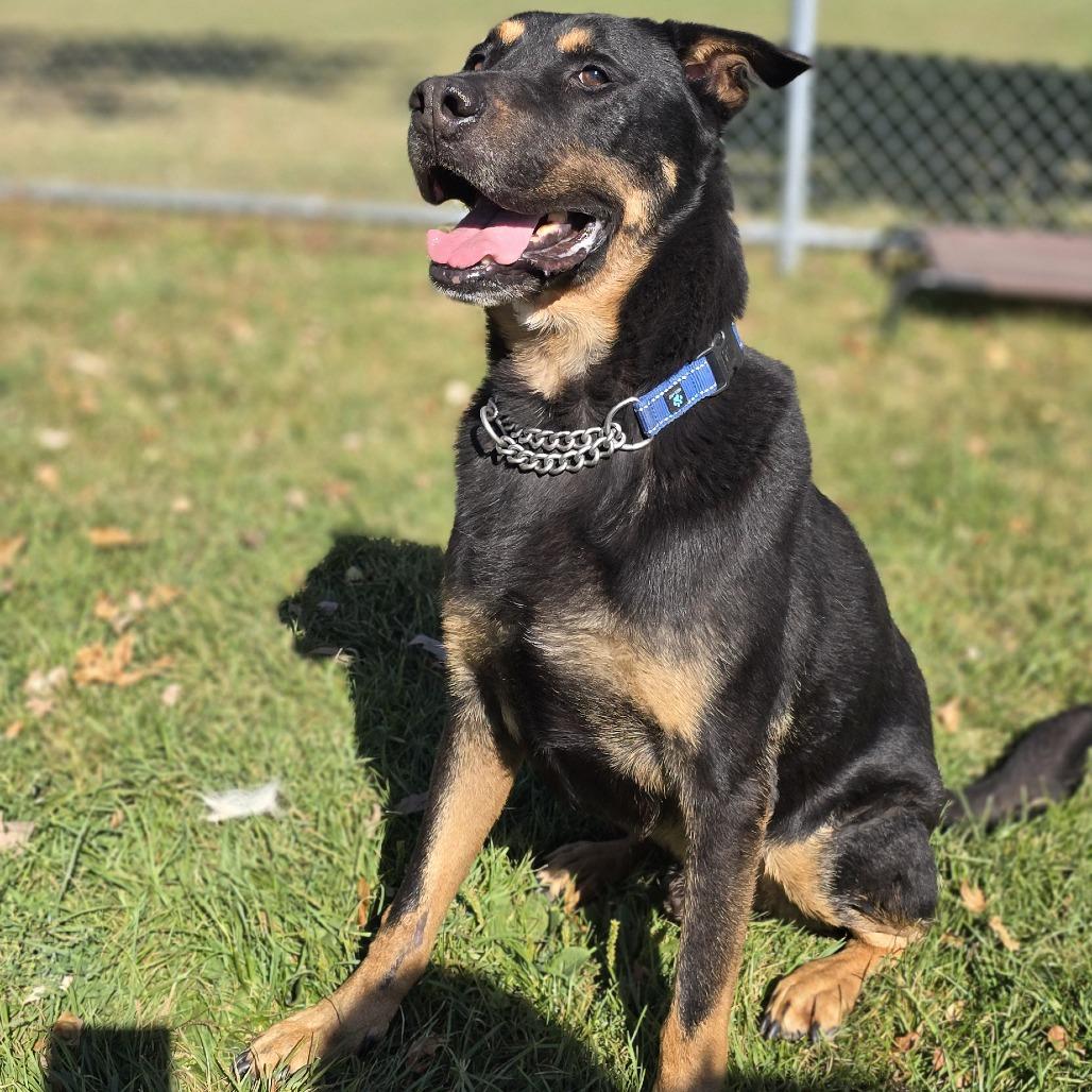 Sir Francis, Adoptable, Senior Male Rottweiler & German Shepherd Dog.