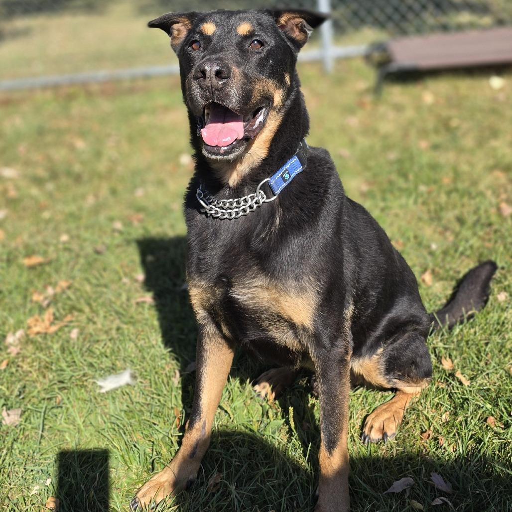 Enlarge Sir Francis, a Adoptable mixed breed in Dixon, IL image 3/5