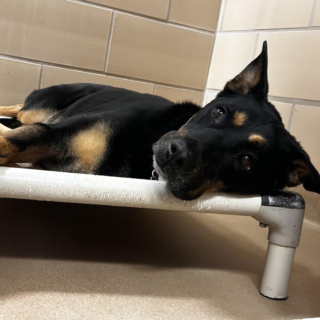 Enlarge Sir Francis, a Adoptable mixed breed in Dixon, IL image 4/6