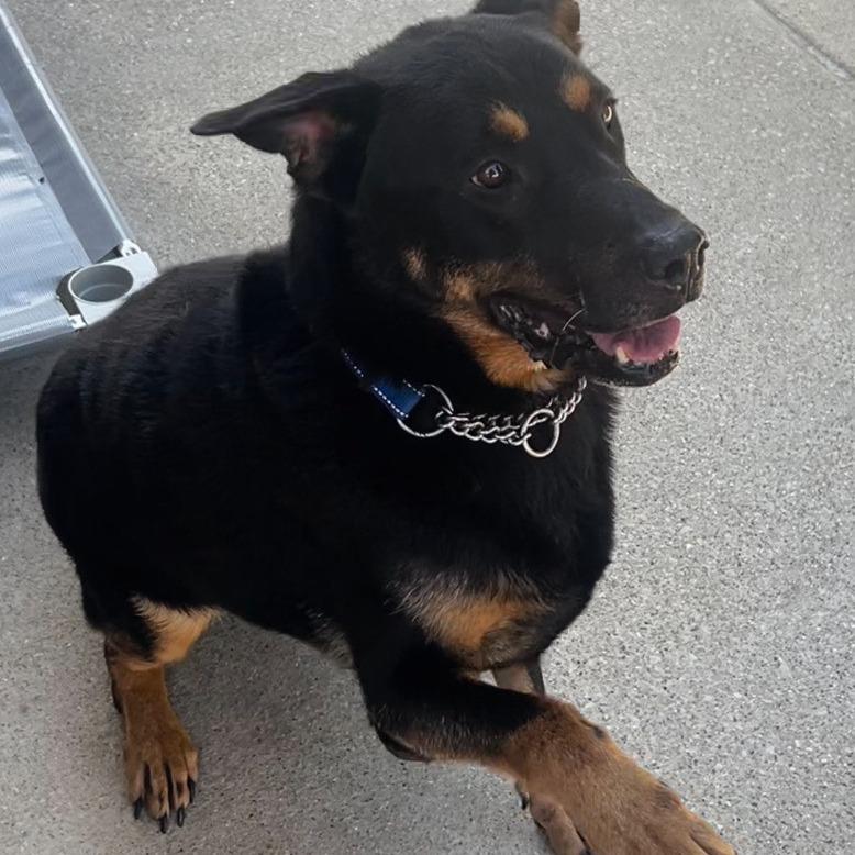 Enlarge Sir Francis, a Adoptable mixed breed in Dixon, IL image 4/5