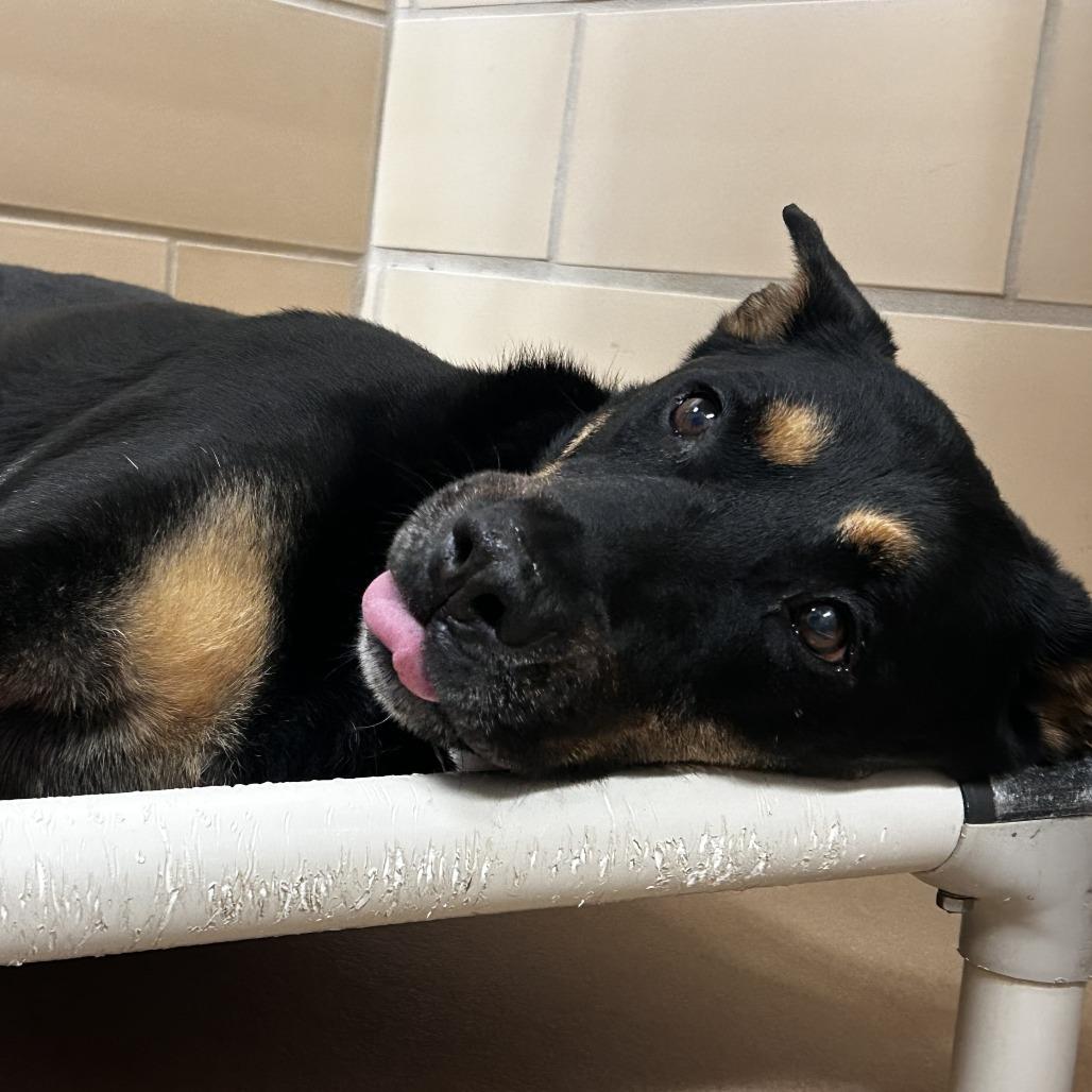 Enlarge Sir Francis, a Adoptable mixed breed in Dixon, IL image 6/6