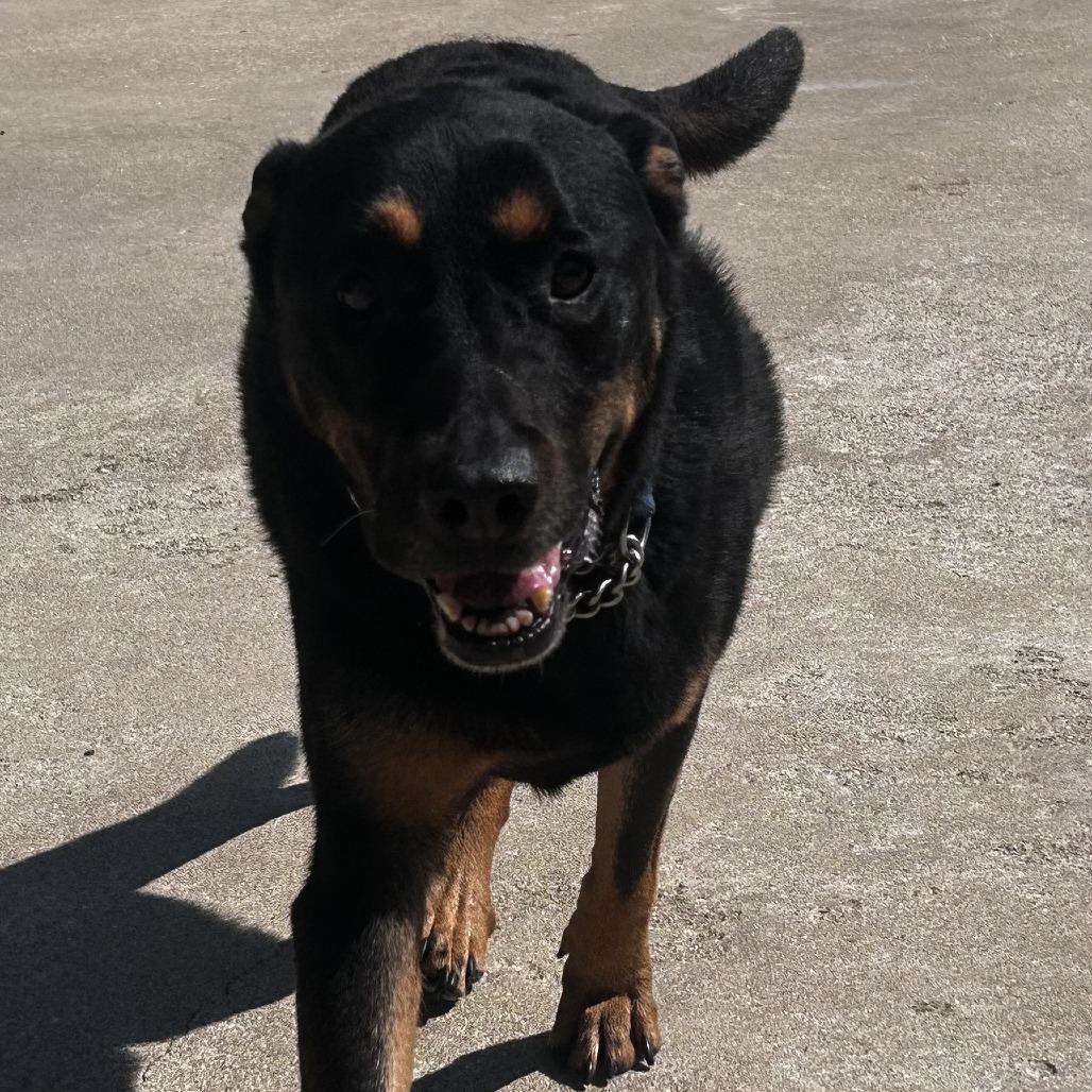 Enlarge Sir Francis, a Adoptable mixed breed in Dixon, IL image 5/5