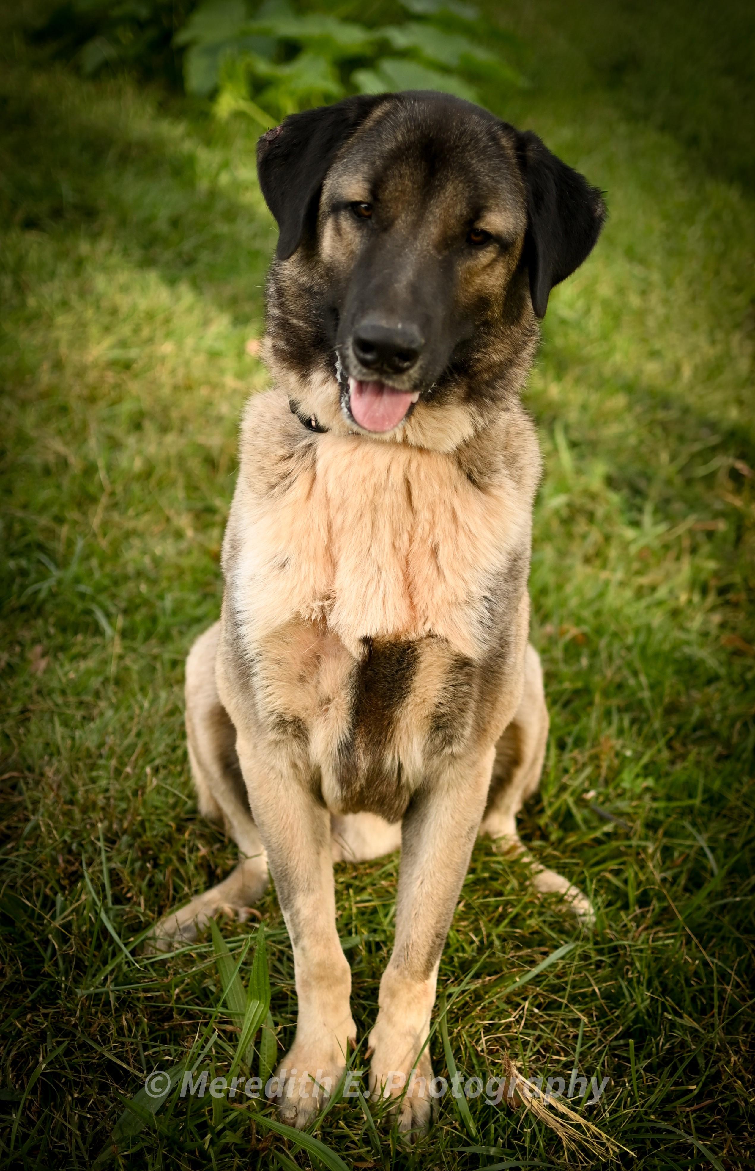 Maverick, Adoptable, Young Male Turkish Kangal.