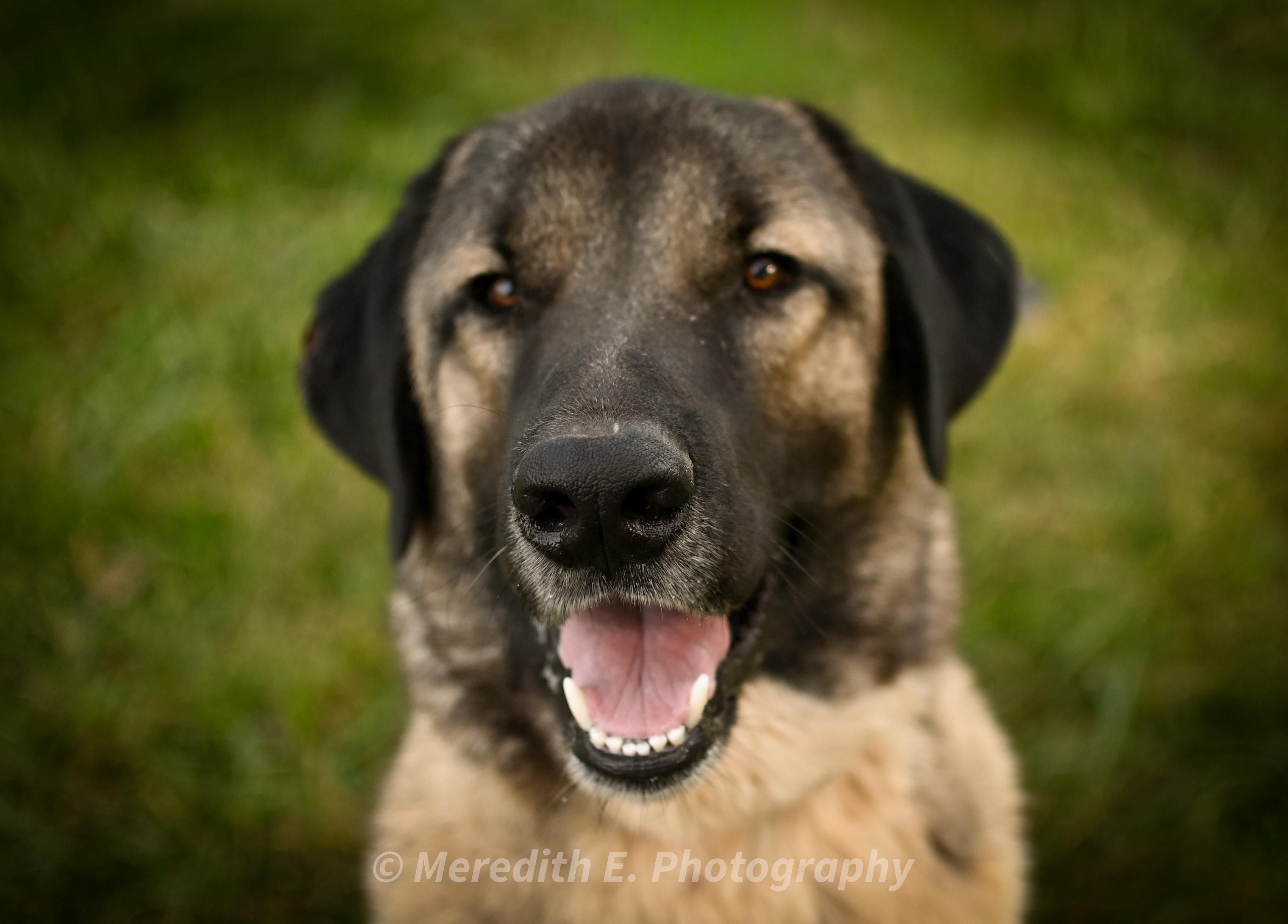 Enlarge Maverick, a Adoptable Turkish Kangal in Seneca, SC image 2/2
