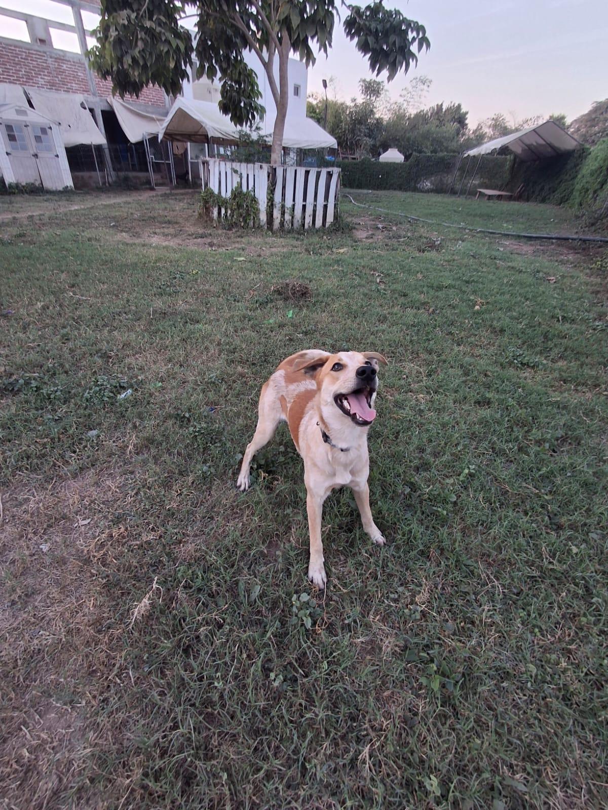 Enlarge Lucky, an adoptable mixed breed in Vancouver, BC image 3/6
