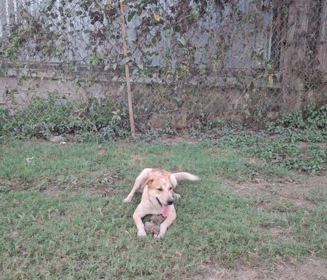 Enlarge Lucky, an adoptable mixed breed in Vancouver, BC image 6/6