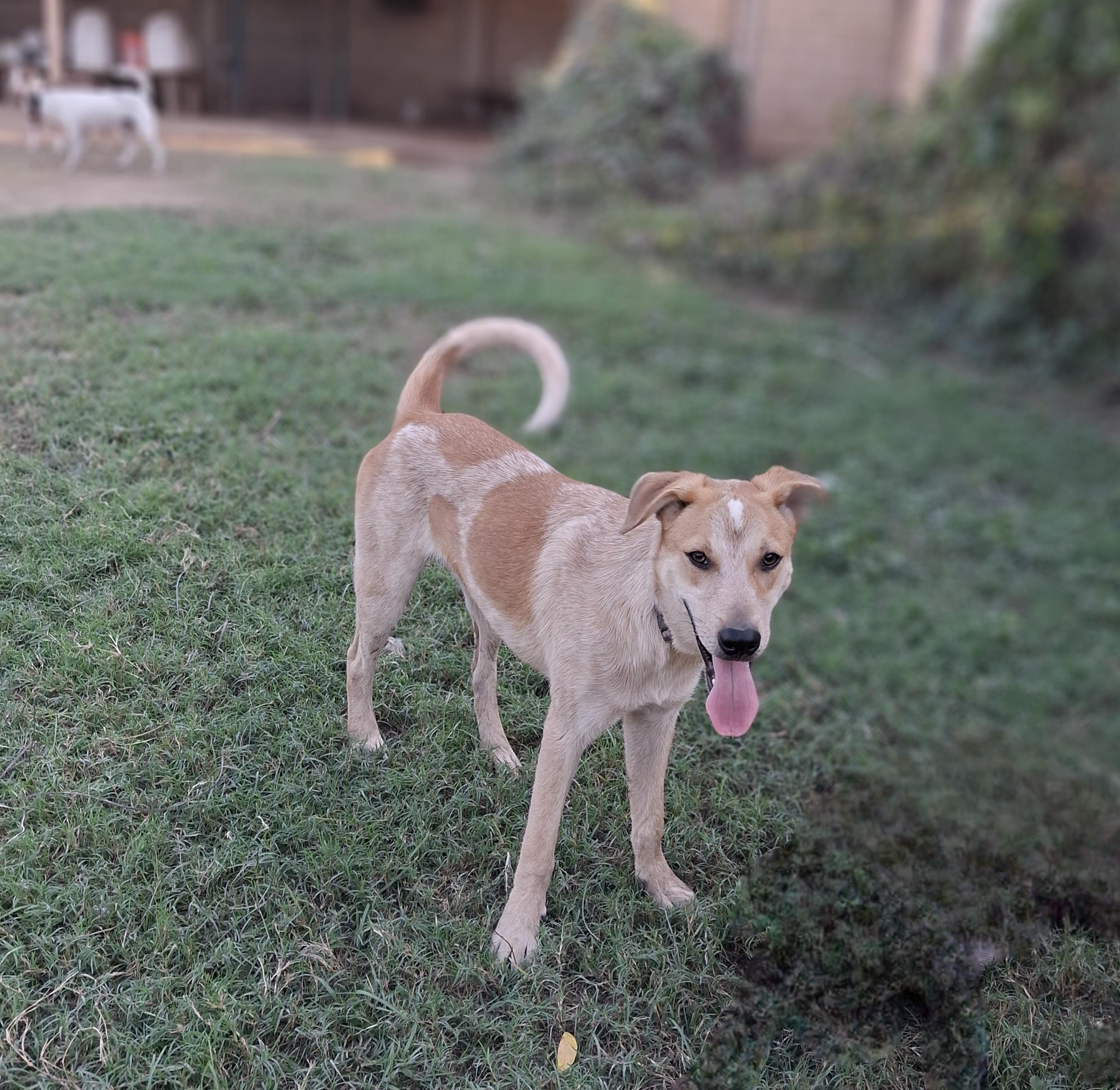 Lucky, adoptable, Young Male Cattle Dog.