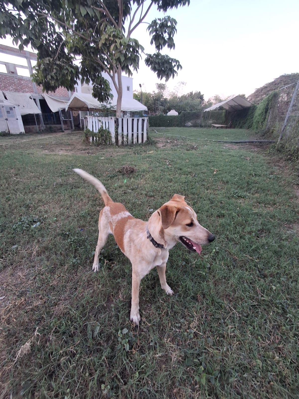 Enlarge Lucky, an adoptable mixed breed in Vancouver, BC image 4/6