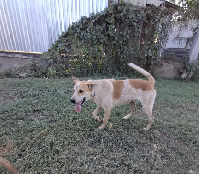 Enlarge Lucky, an adoptable mixed breed in Vancouver, BC image 5/6