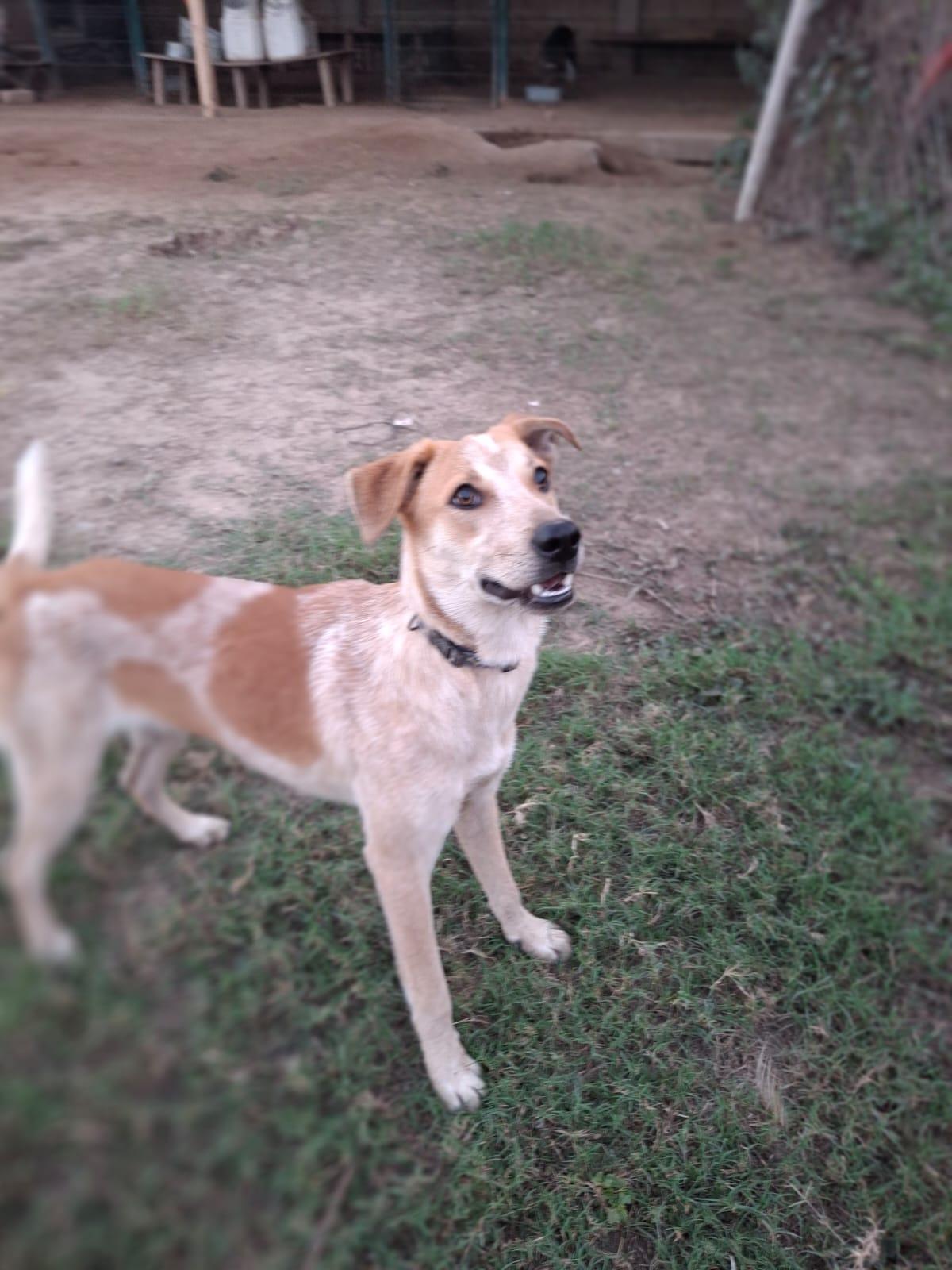 Enlarge Lucky, an adoptable mixed breed in Vancouver, BC image 2/6