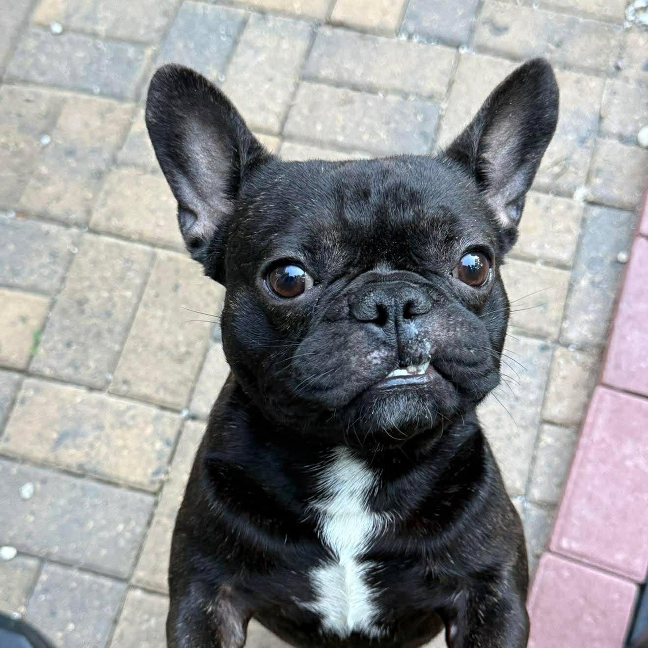 Sir Beauty (20260627-10), adopted, Young Male French Bulldog.