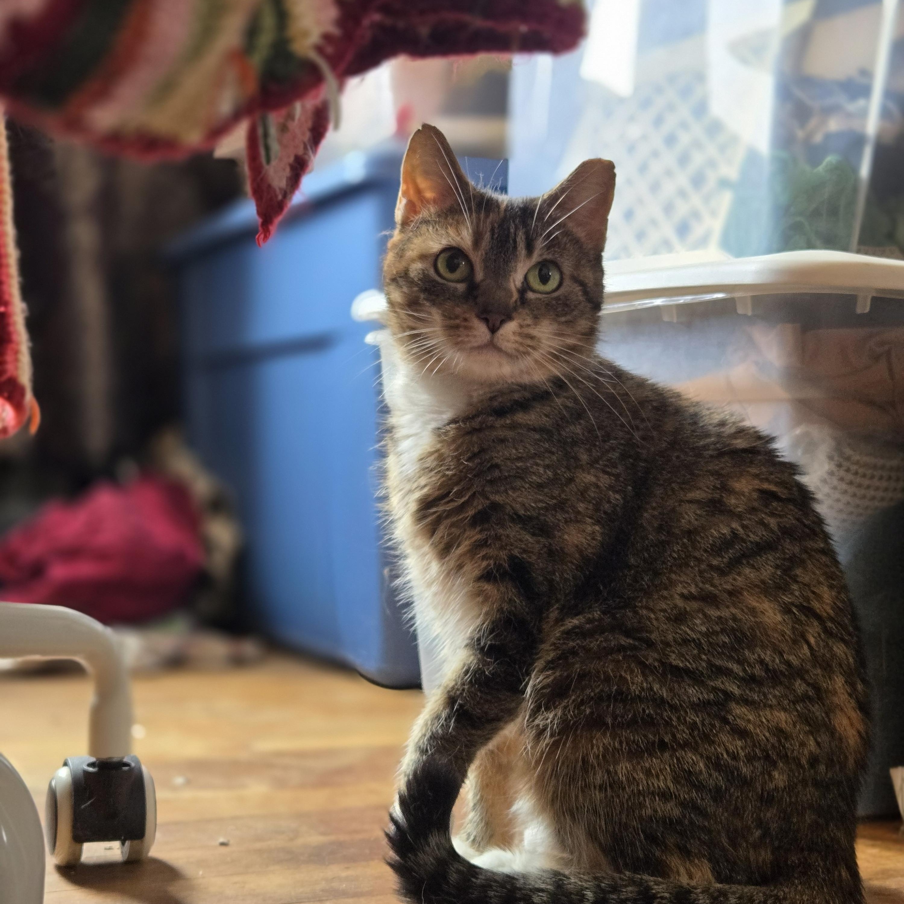 Enlarge Bitsy, a ADOPTABLE Domestic Short Hair in Pittsburgh, PA image 2/3