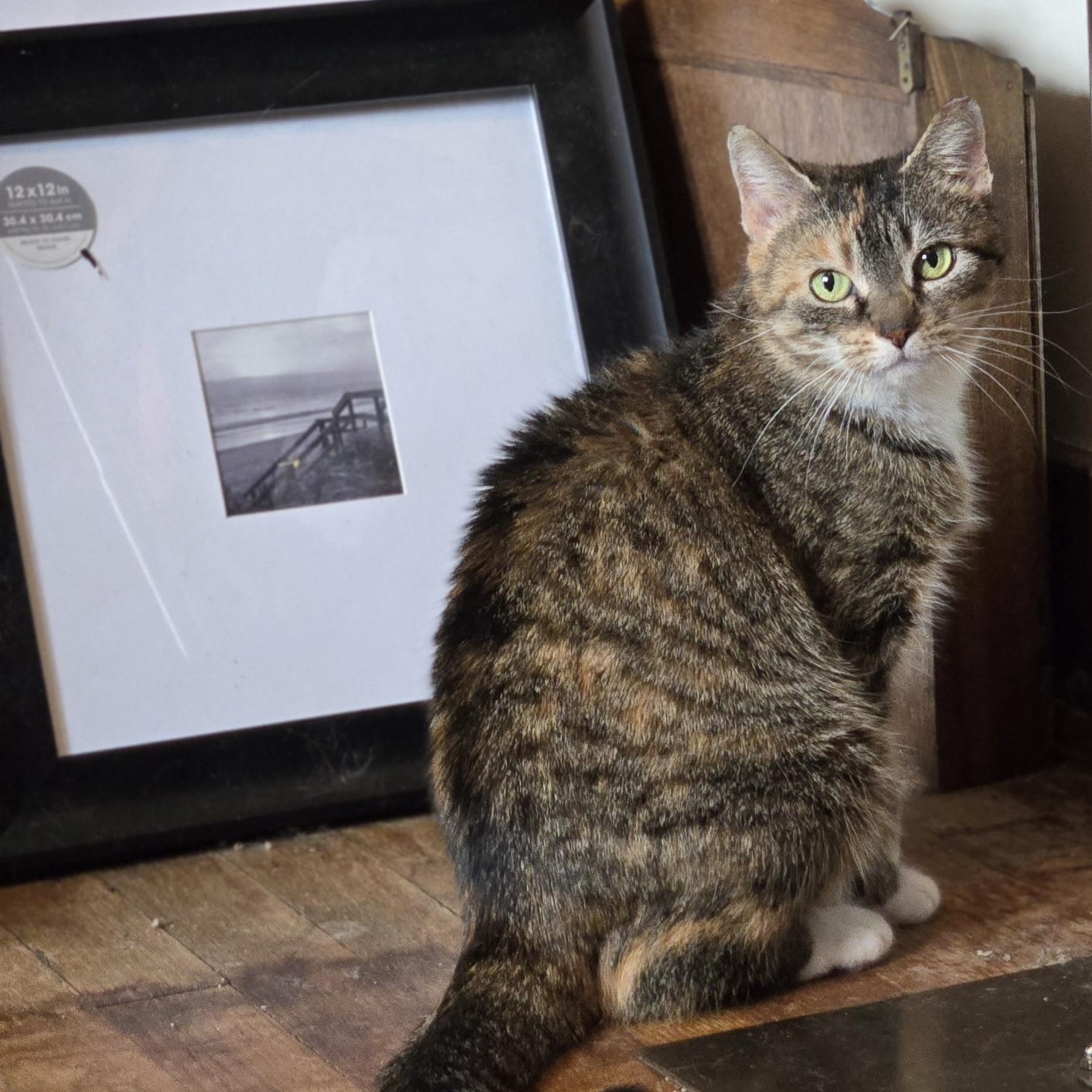 Enlarge Bitsy, a ADOPTABLE Domestic Short Hair in Pittsburgh, PA image 3/3