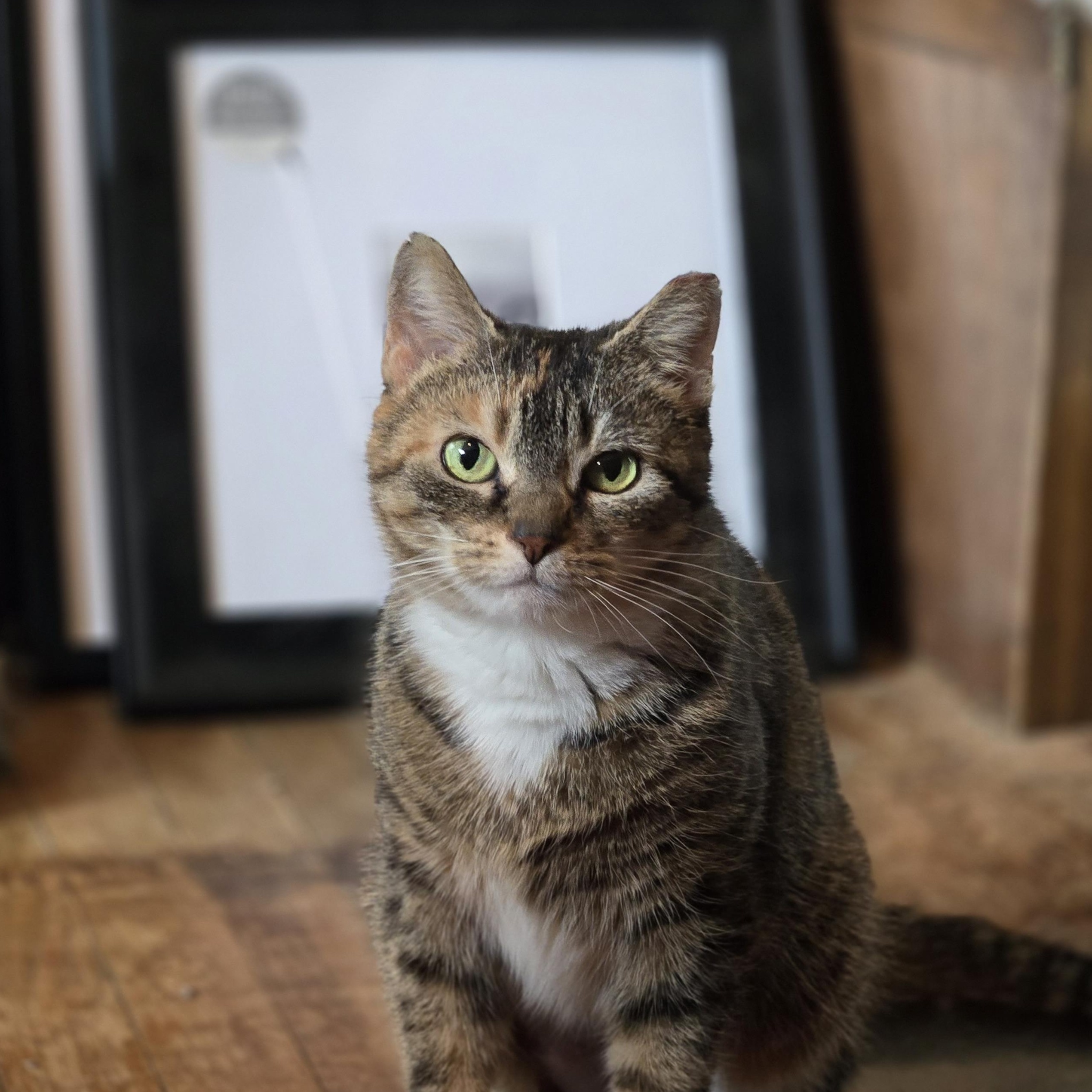 Enlarge Bitsy, a ADOPTABLE Domestic Short Hair in Pittsburgh, PA image 1/3