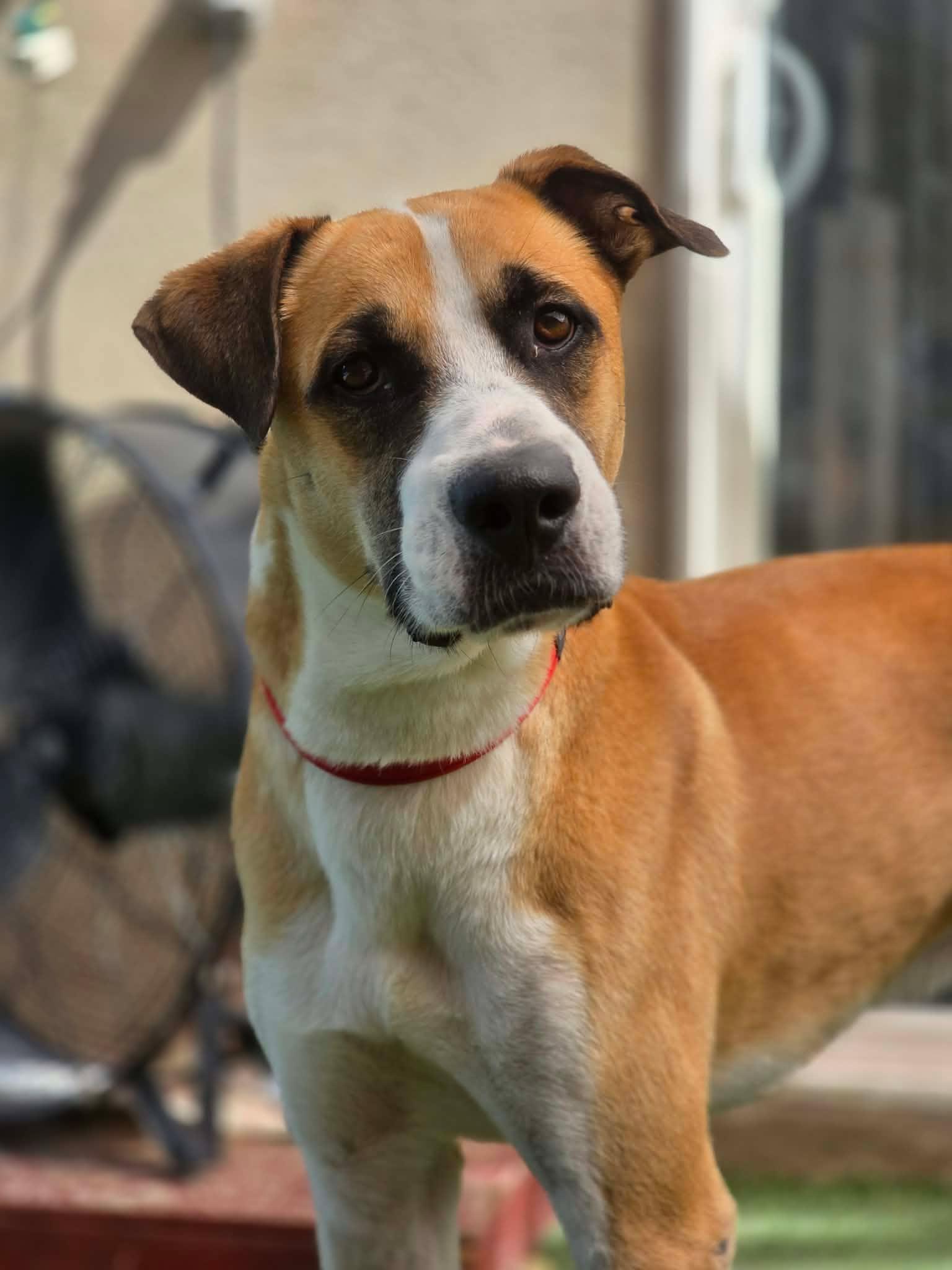 Atlas, Adoptable, Young Male Saint Bernard.