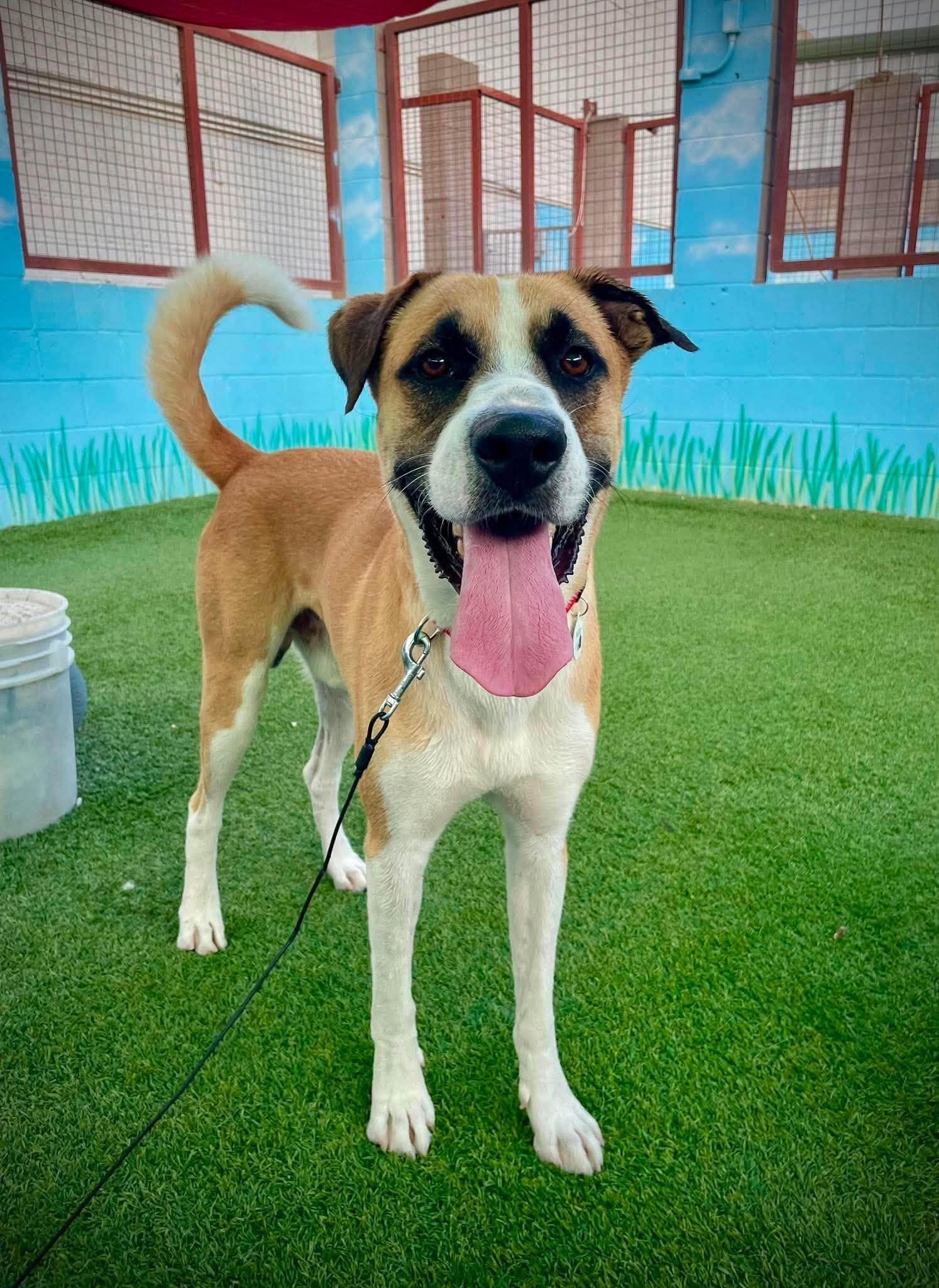 Enlarge Atlas, a Adoptable mixed breed in Phoenix, AZ image 2/6