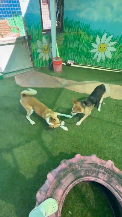 Enlarge Atlas, a Adoptable mixed breed in Phoenix, AZ video 5/6
