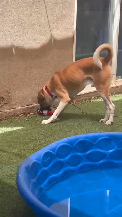 Enlarge Atlas, a Adoptable mixed breed in Phoenix, AZ video 4/6