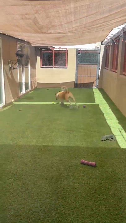 Enlarge Atlas, a Adoptable mixed breed in Phoenix, AZ video 3/6