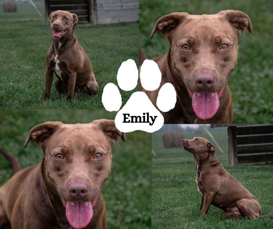 Enlarge Emily, a ADOPTABLE mixed breed in Winchester, KY image 1/1