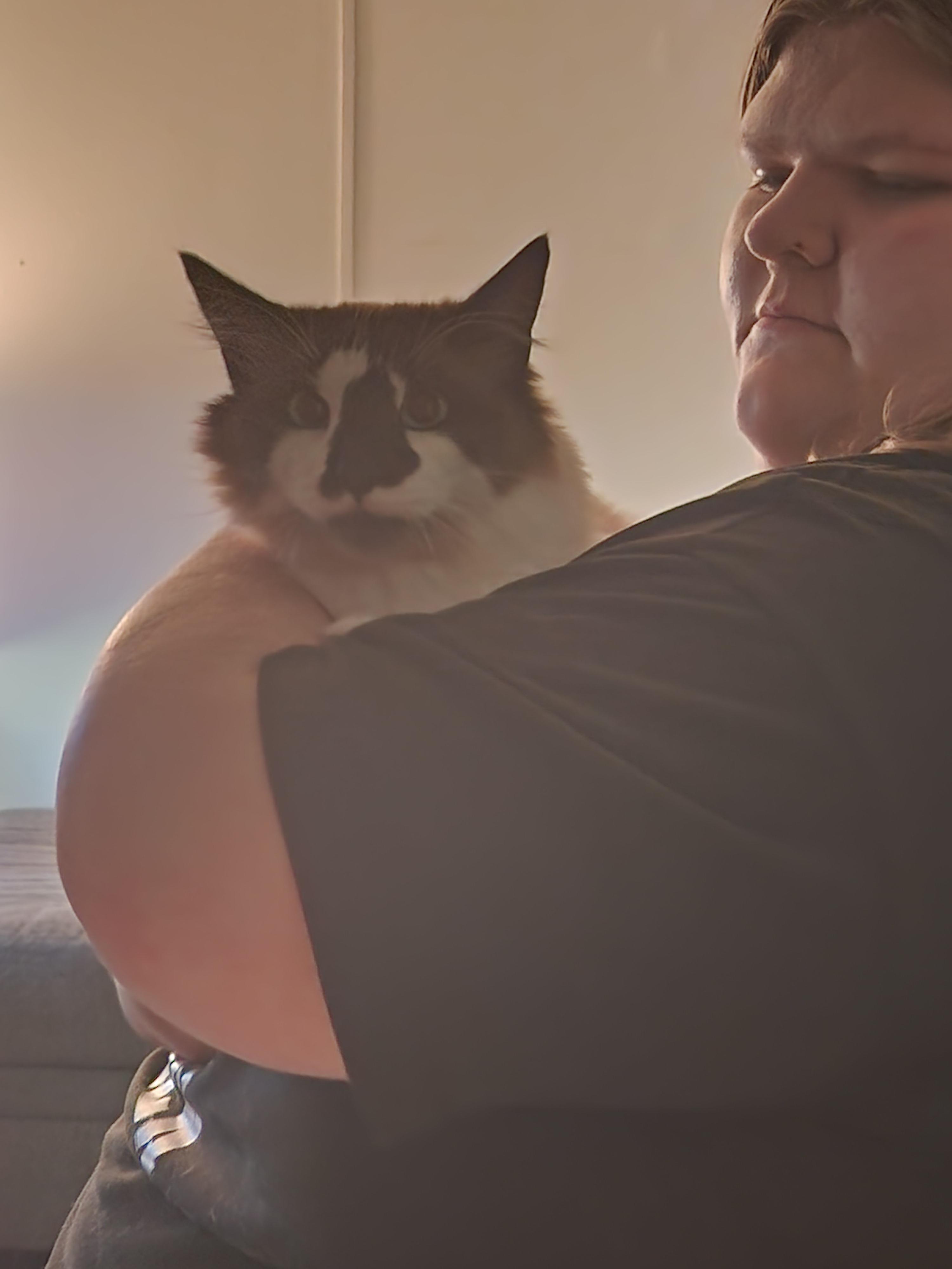 Bruno, an adopted Ragdoll in Mount Pleasant, TX image 4/6