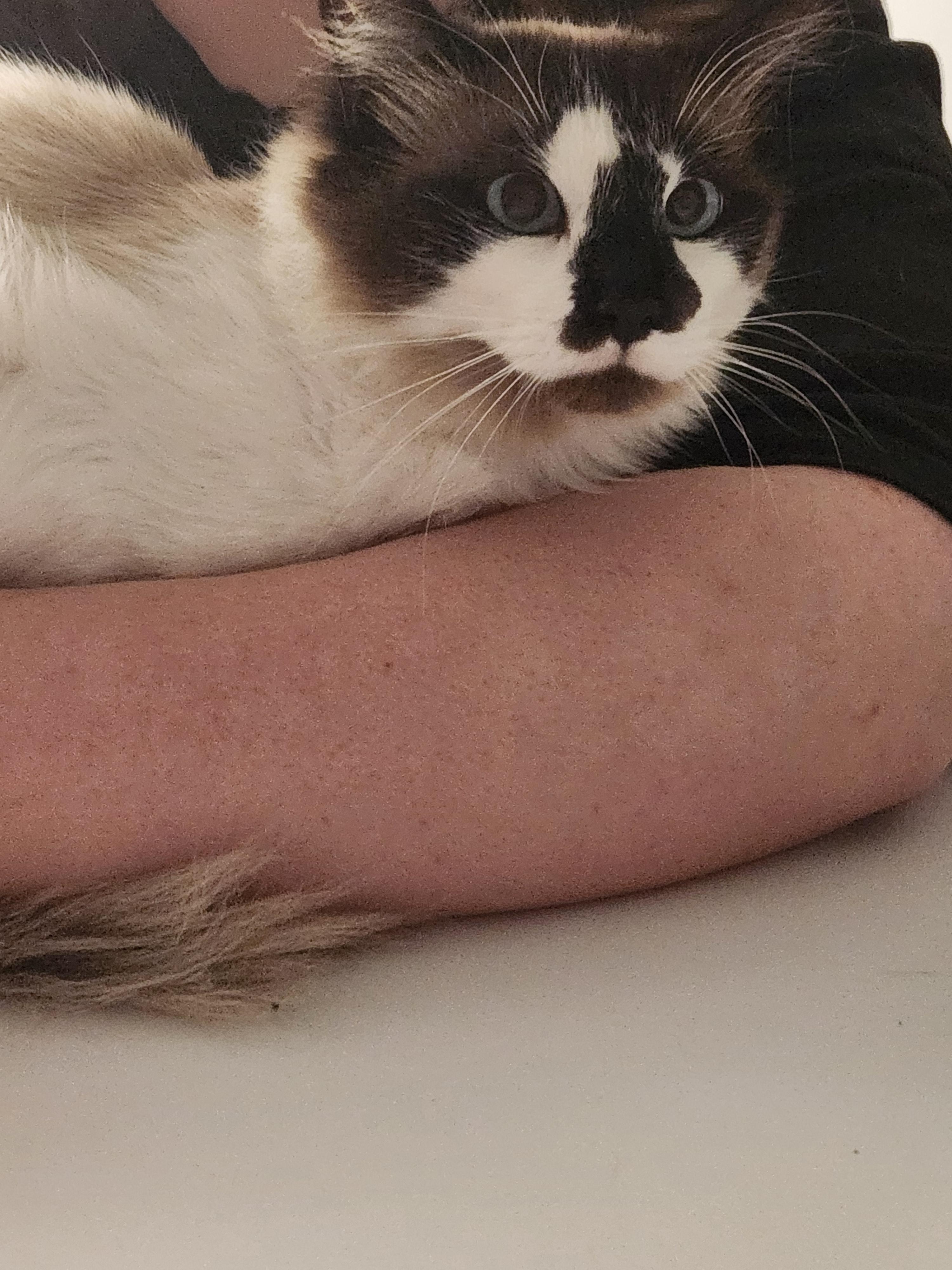 Bruno, an adopted Ragdoll in Mount Pleasant, TX image 5/6