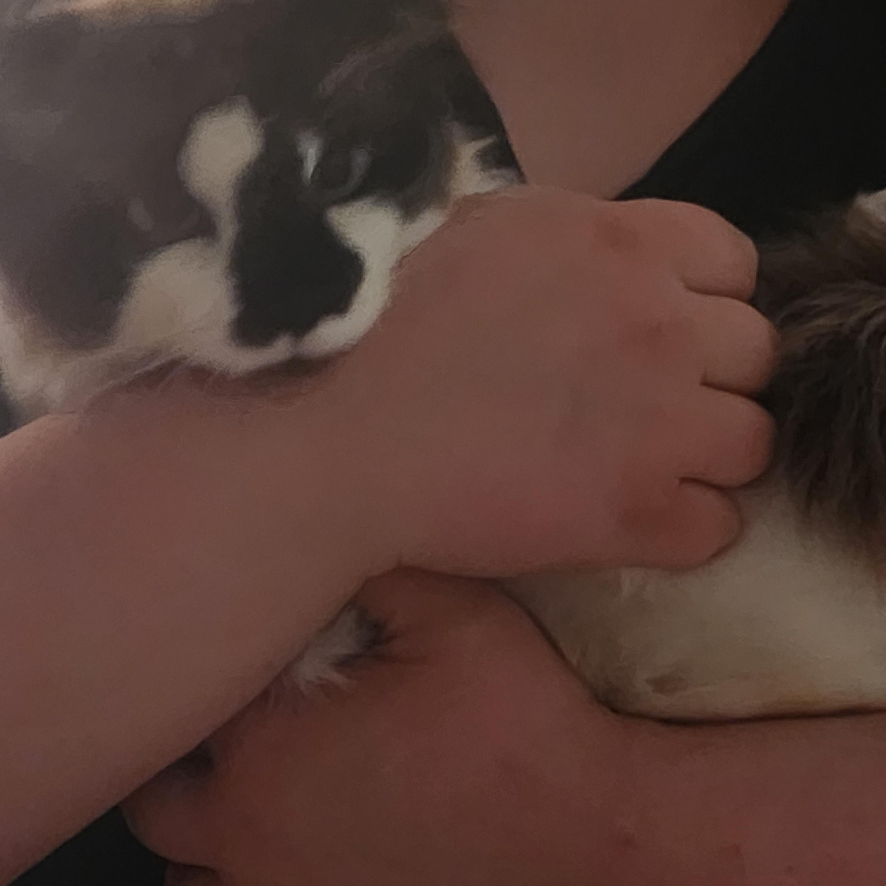Bruno, an adopted Ragdoll in Mount Pleasant, TX image 2/6