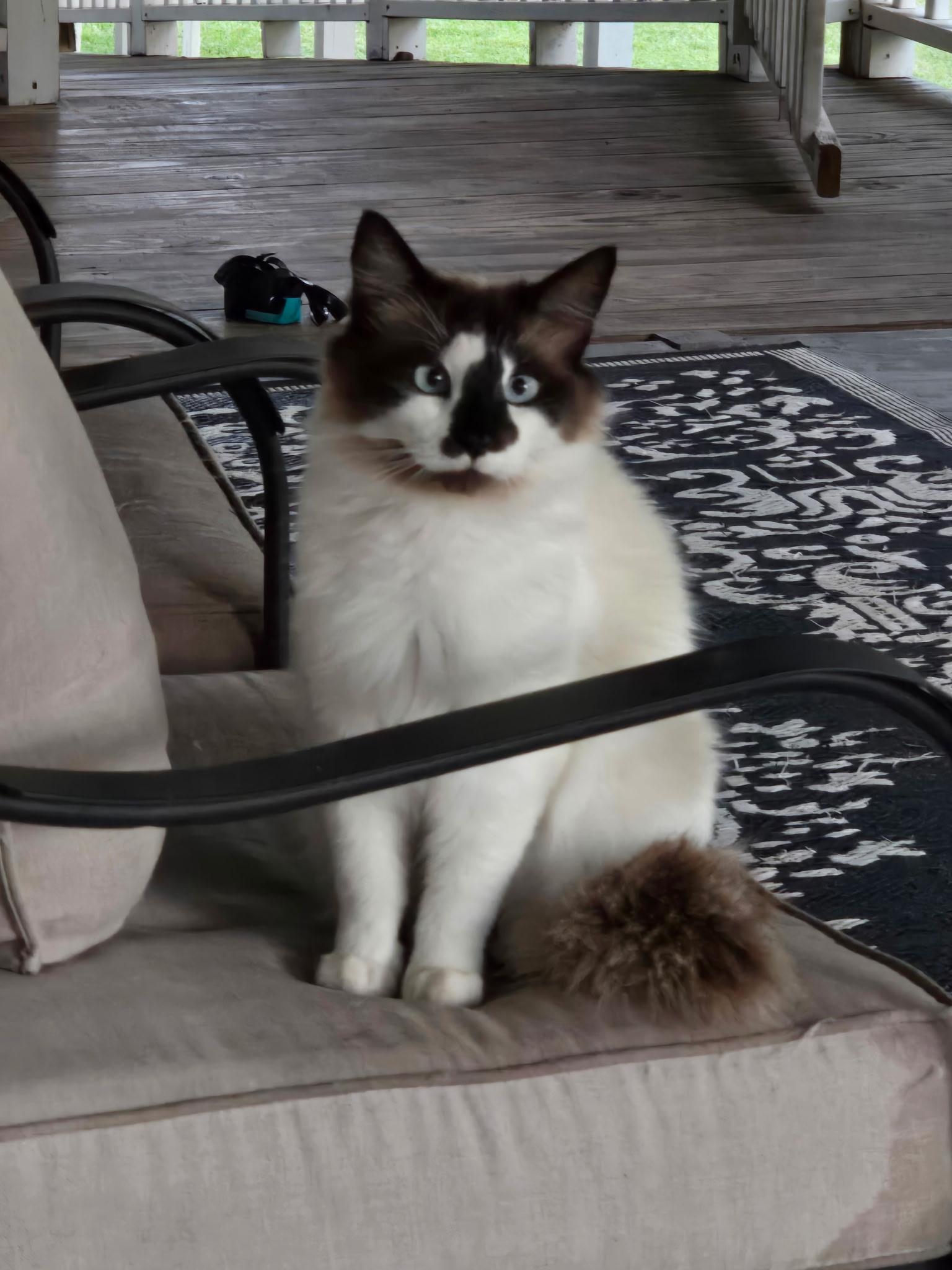 Bruno, adopted, Adult Male Ragdoll.