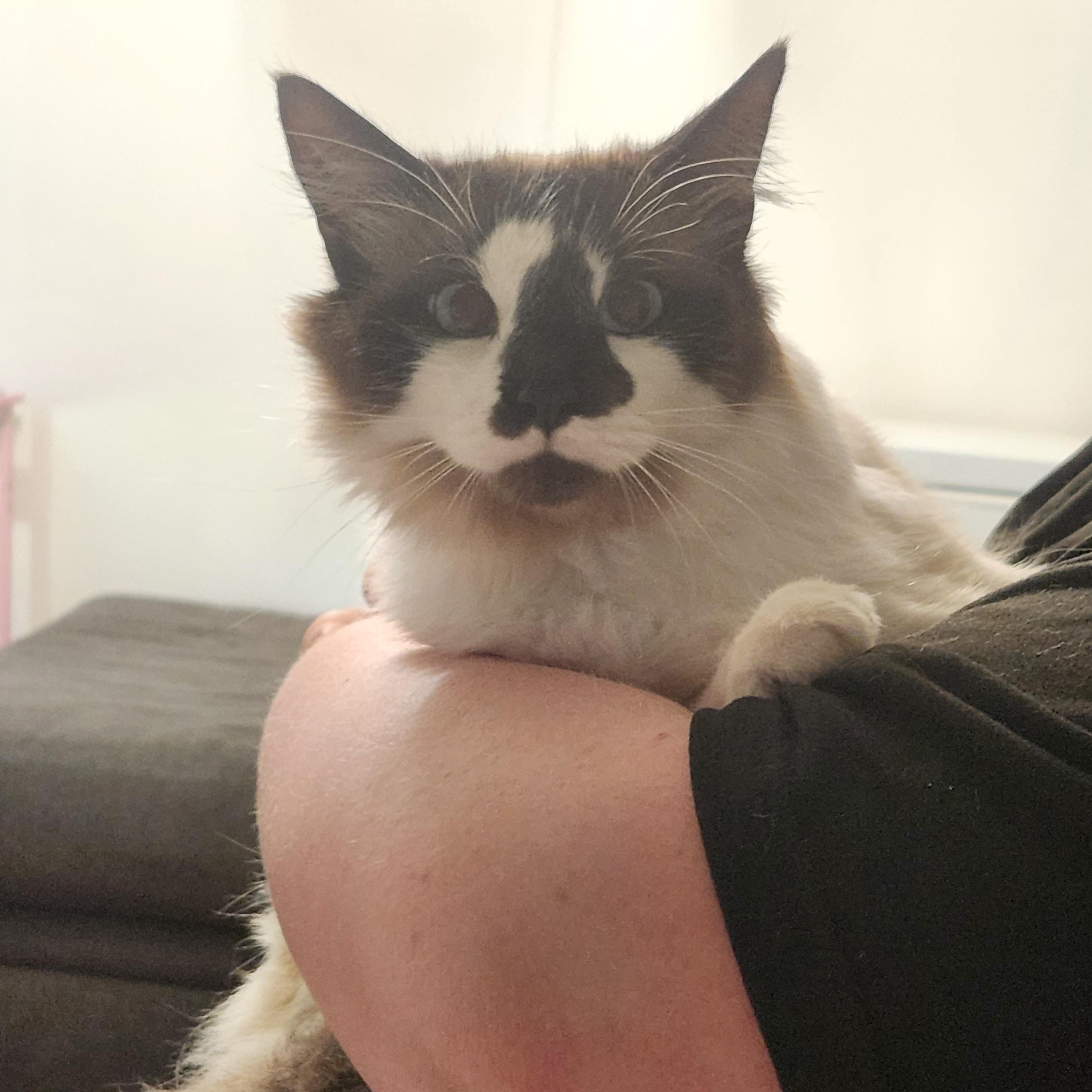 Bruno, an adopted Ragdoll in Mount Pleasant, TX image 3/6