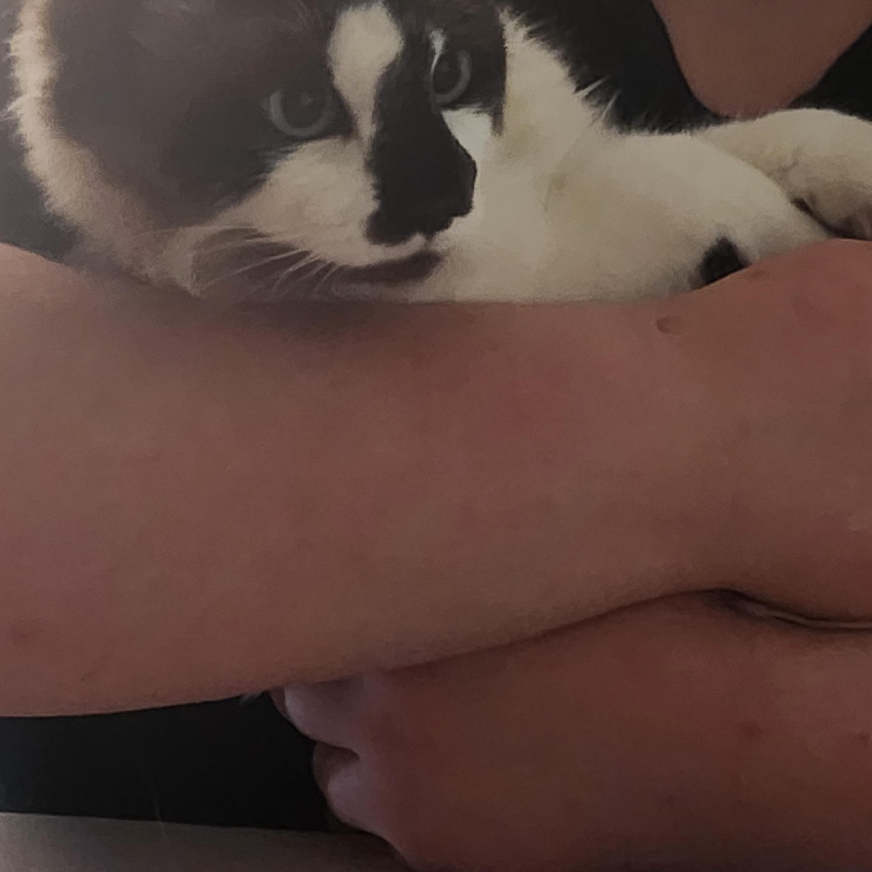 Bruno, an adopted Ragdoll in Mount Pleasant, TX image 6/6