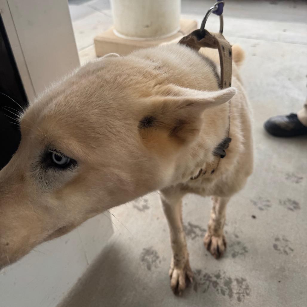 Icelyn, Adoptable, Adult Female Husky.