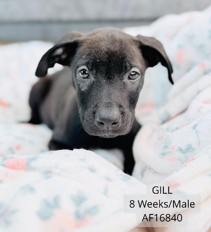 Gil, Adoptable, Young Male Pit Bull Terrier.