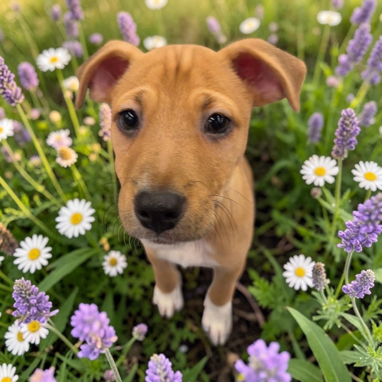 Enlarge Yellowstone, a Adoptable mixed breed in Homosassa Springs, FL image 2/3