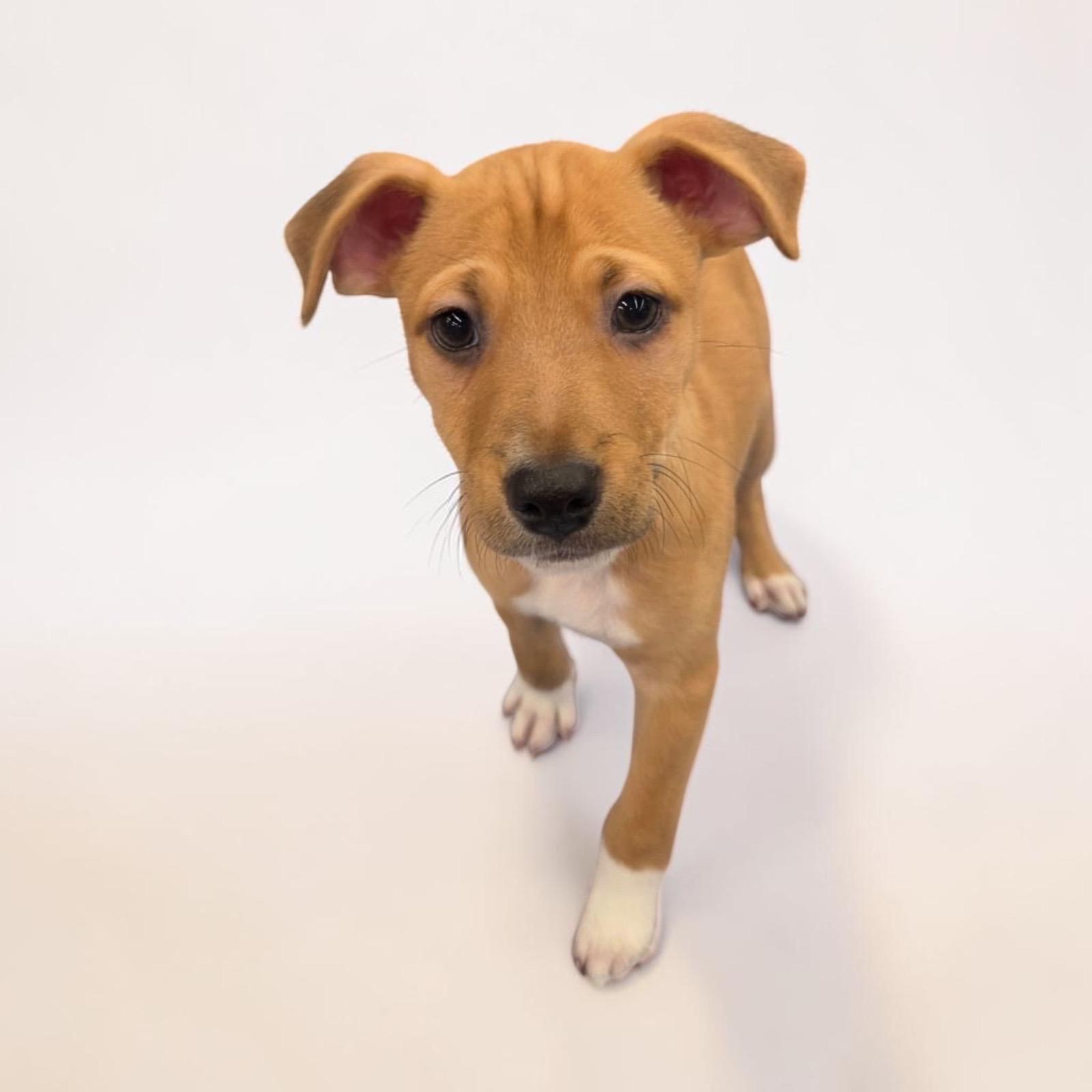 Enlarge Yellowstone, a Adoptable mixed breed in Homosassa Springs, FL image 3/3