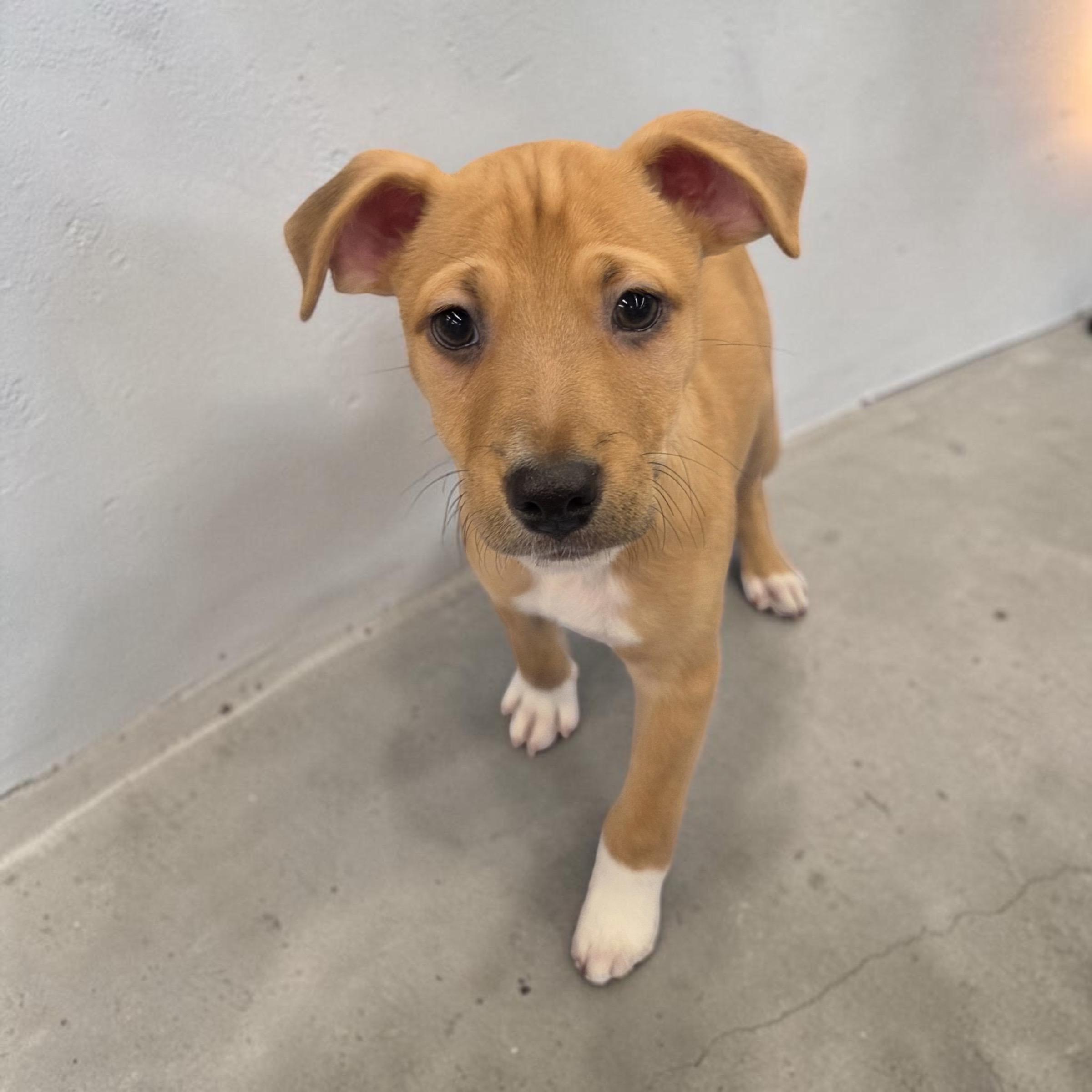 Yellowstone, Adoptable, Puppy Male Rat Terrier.