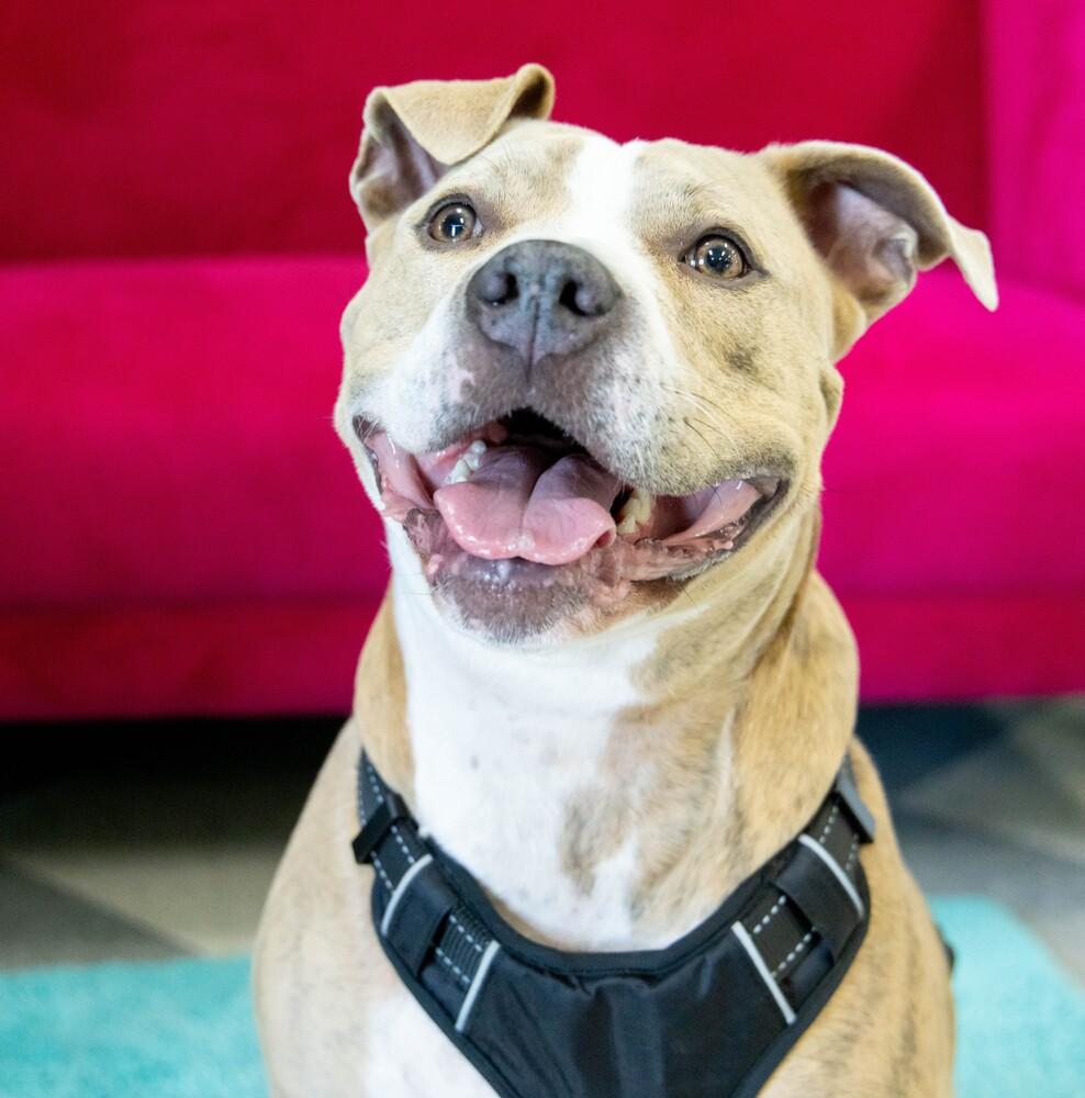 Nala - AVAILABLE, Adoptable, Adult Female Pit Bull Terrier.