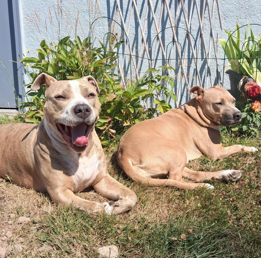 Enlarge Nala - AVAILABLE, a Adoptable Pit Bull Terrier in Seattle, WA image 2/6