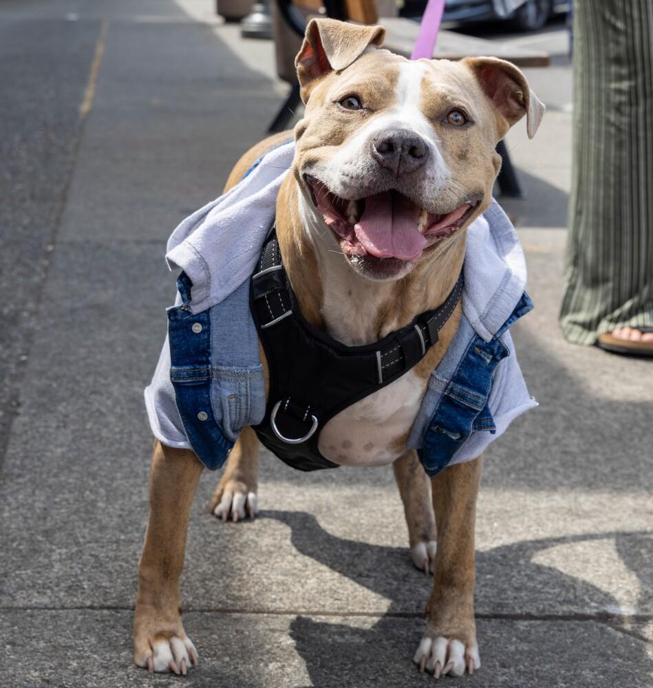 Enlarge Nala - AVAILABLE, a Adoptable Pit Bull Terrier in Seattle, WA image 3/6