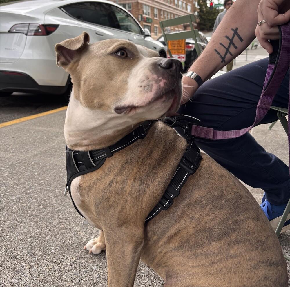 Enlarge Nala - AVAILABLE, a Adoptable Pit Bull Terrier in Seattle, WA image 4/6