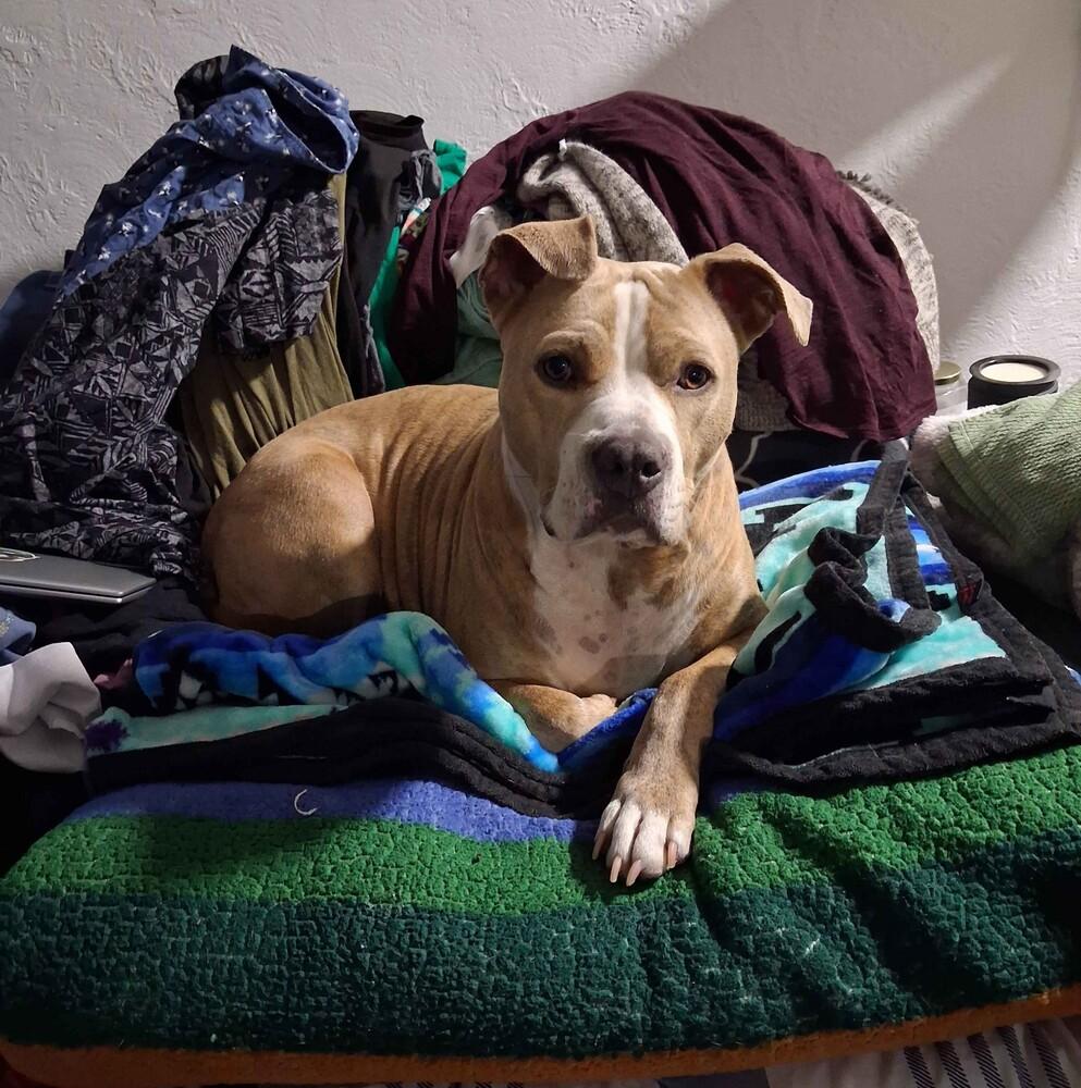 Enlarge Nala - AVAILABLE, a Adoptable Pit Bull Terrier in Seattle, WA image 5/6