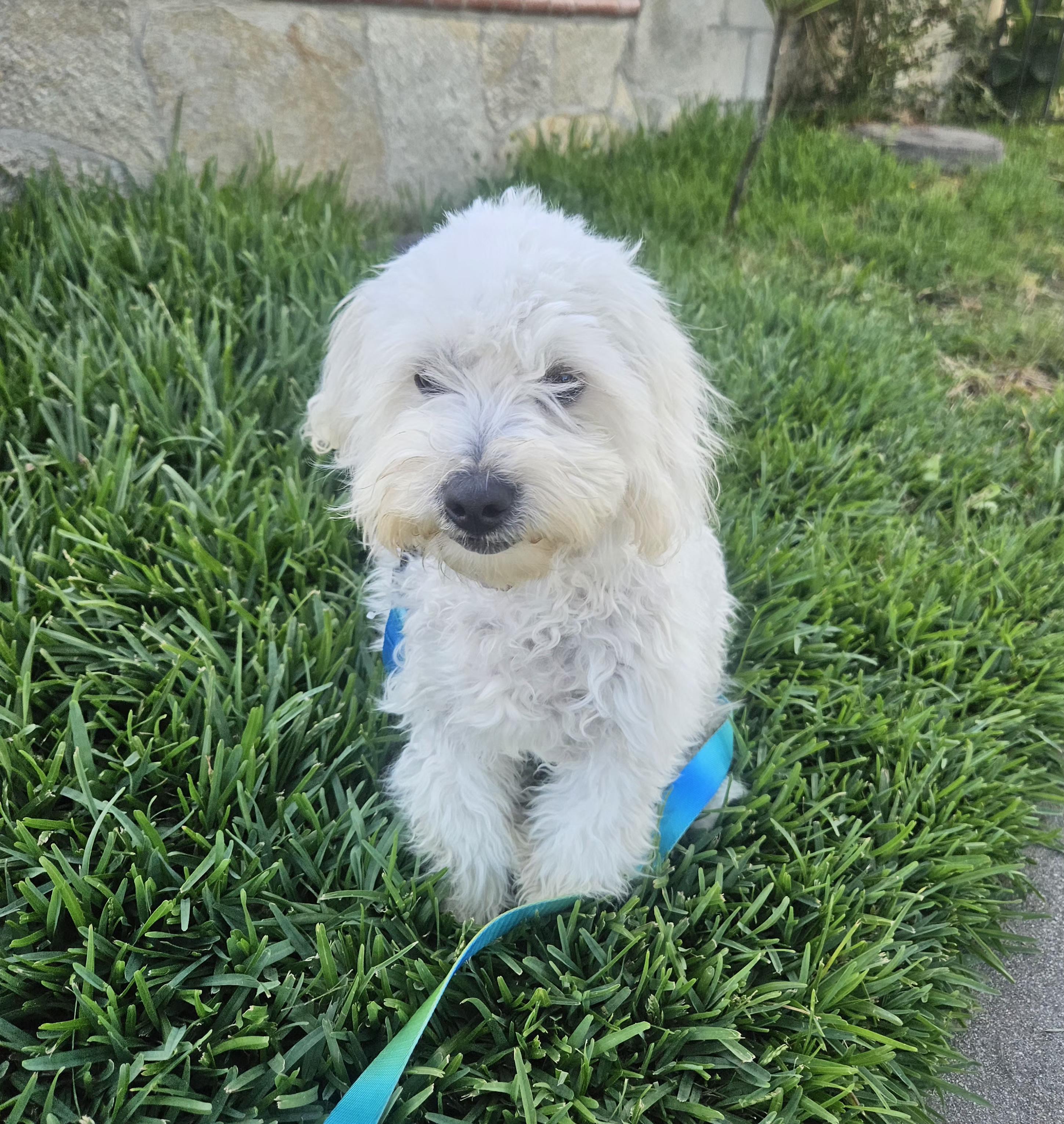 Tucker, an adopted mixed breed in Los Angeles, CA image 4/6
