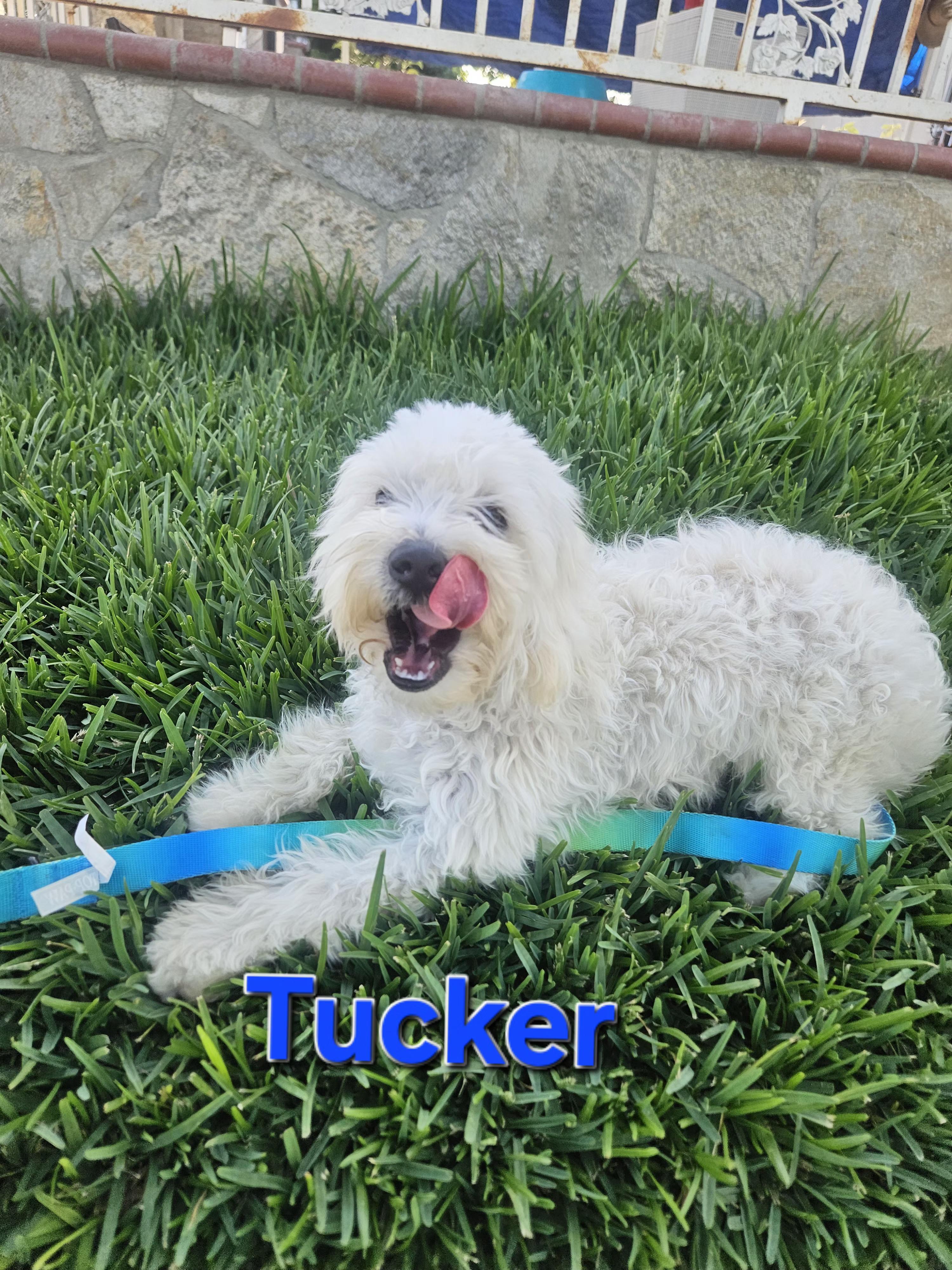 Tucker, an adopted mixed breed in Los Angeles, CA image 2/6