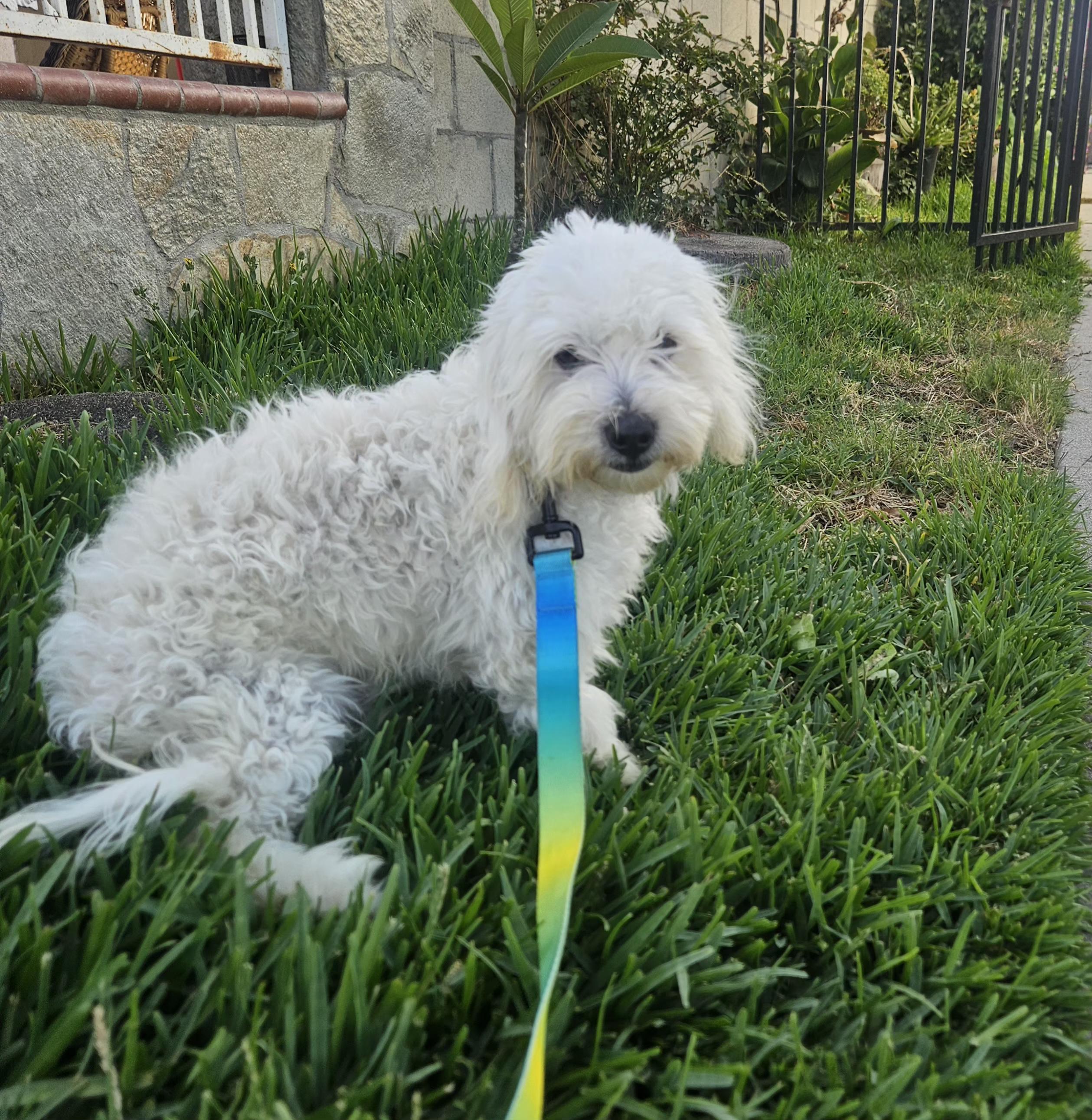Tucker, an adopted mixed breed in Los Angeles, CA image 6/6