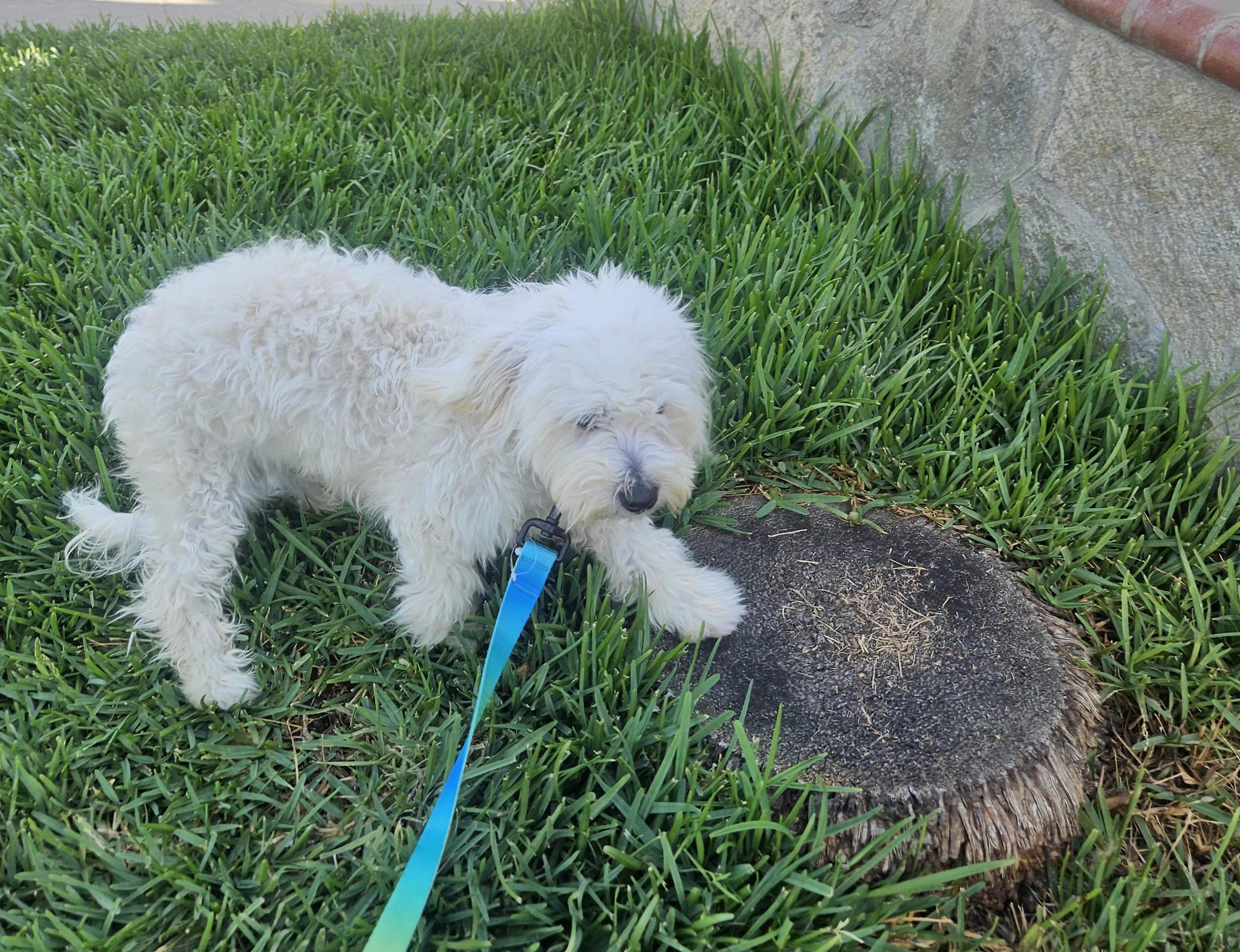 Tucker, adopted, Young Male Maltipoo.