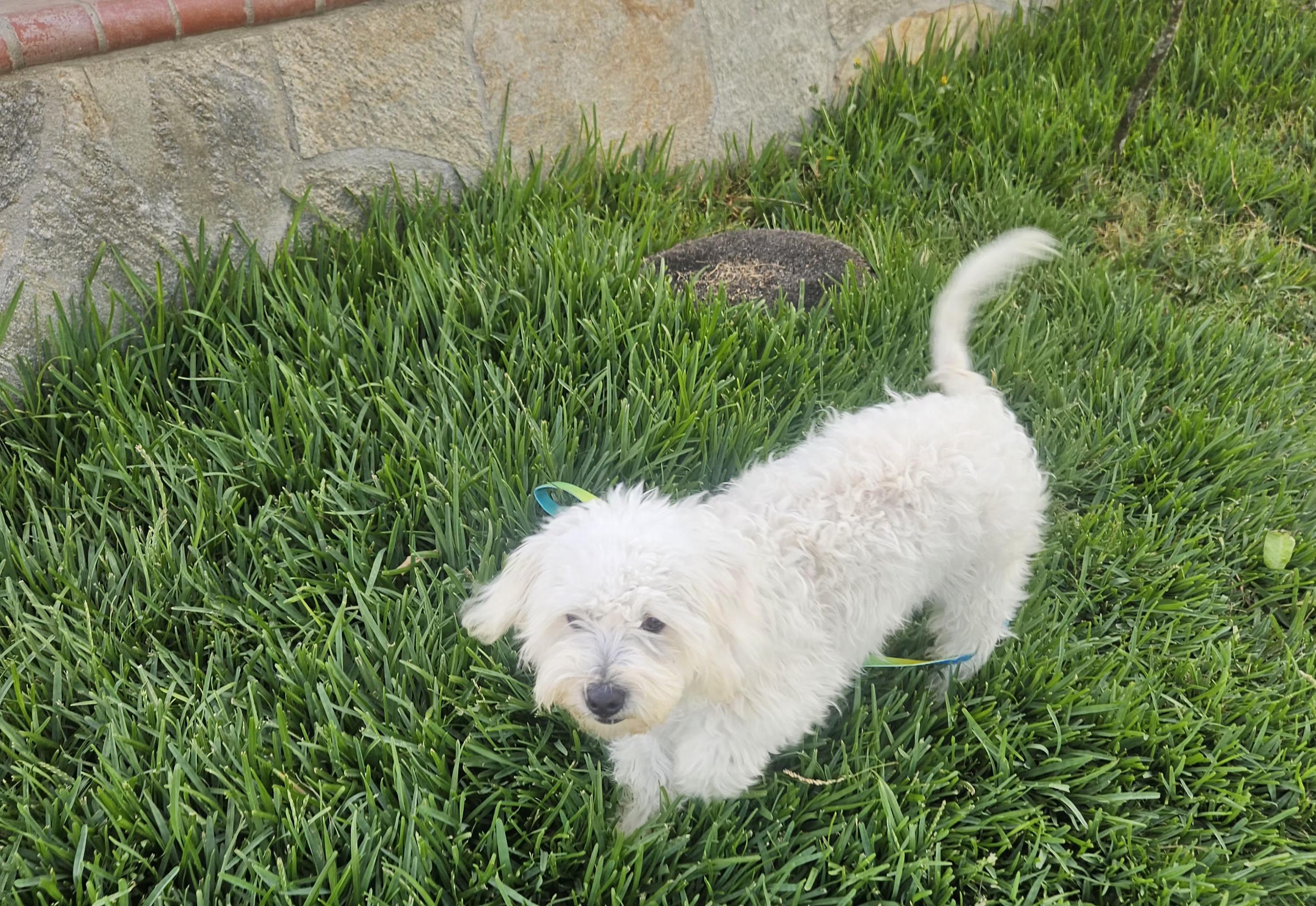 Tucker, an adopted mixed breed in Los Angeles, CA image 5/6