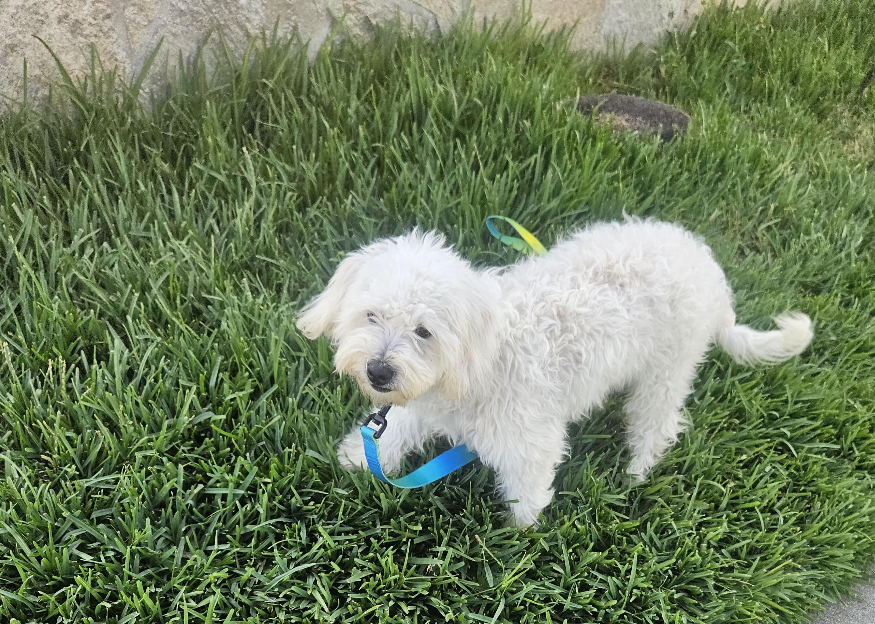 Tucker, an adopted mixed breed in Los Angeles, CA image 3/6
