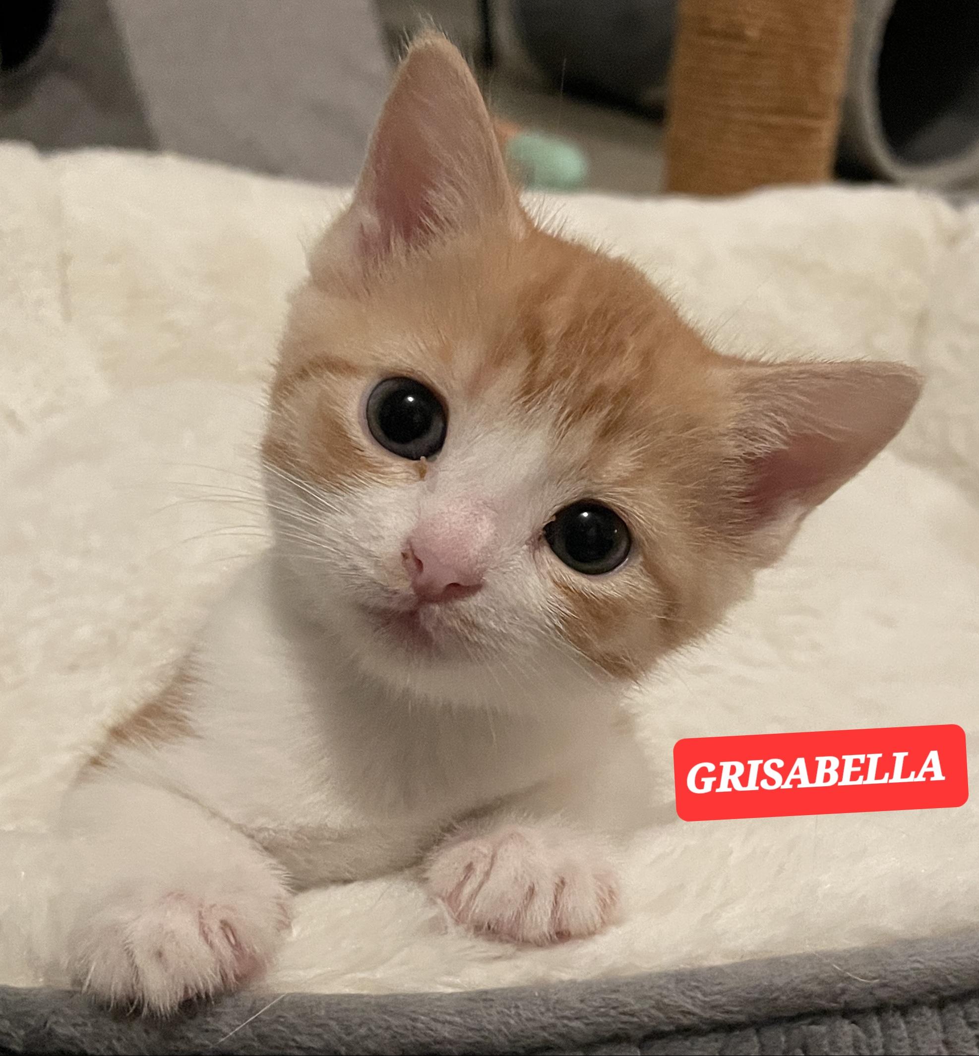 Enlarge GRISBELLA, a ADOPTABLE Tabby in Elgin, SC image 1/2